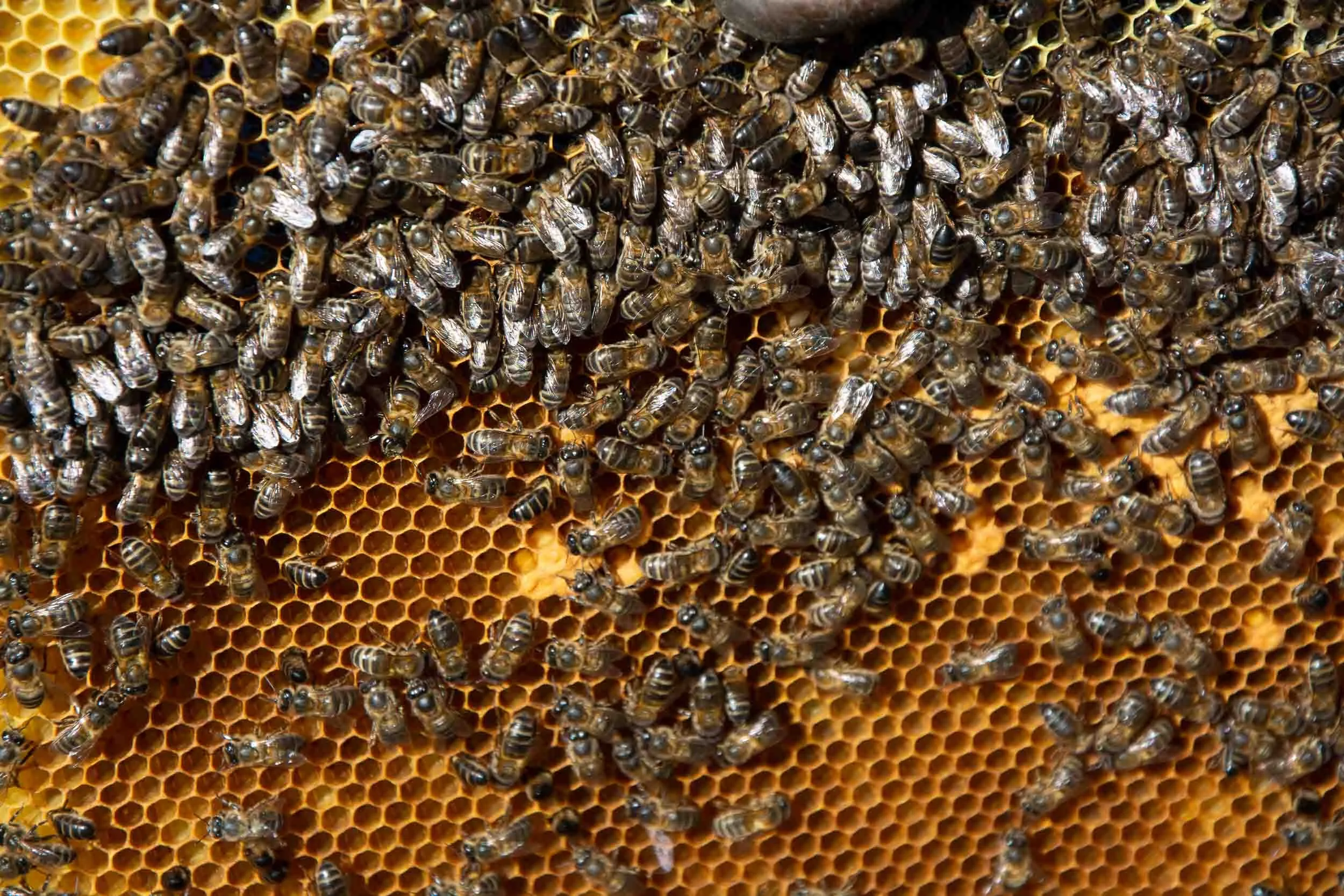 Primer plano de un panal de miel con celdillas operculadas, listo para el proceso de extracción artesanal.