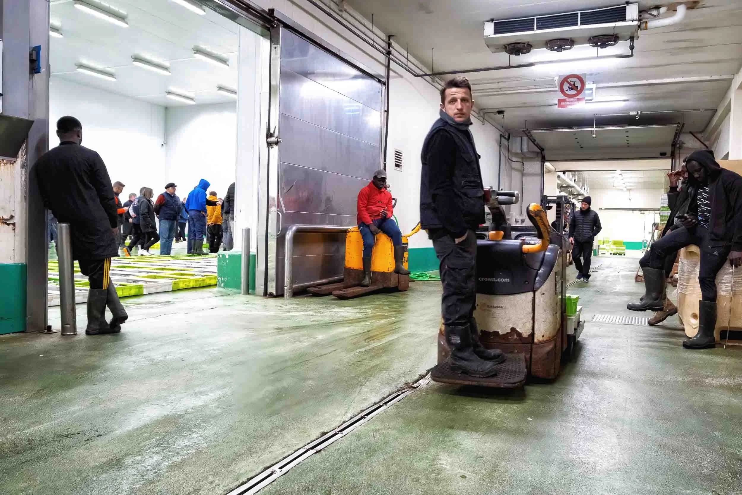 Operarios preparando el transporte de Merluza del Pincho de Burela para su envío a mercados nacionales.