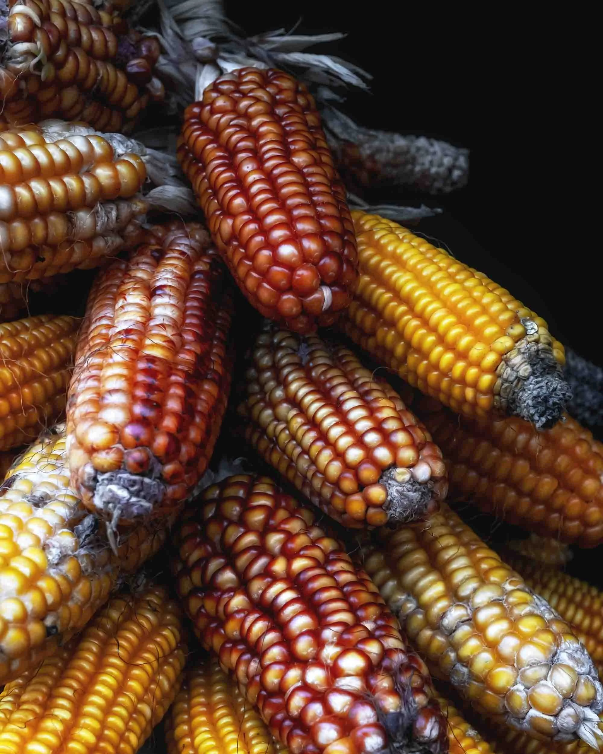 Mazorca de maíz del país con granos dorados y textura natural, fotografía de producto agrícola resaltando la calidad de la semilla tradicional.
