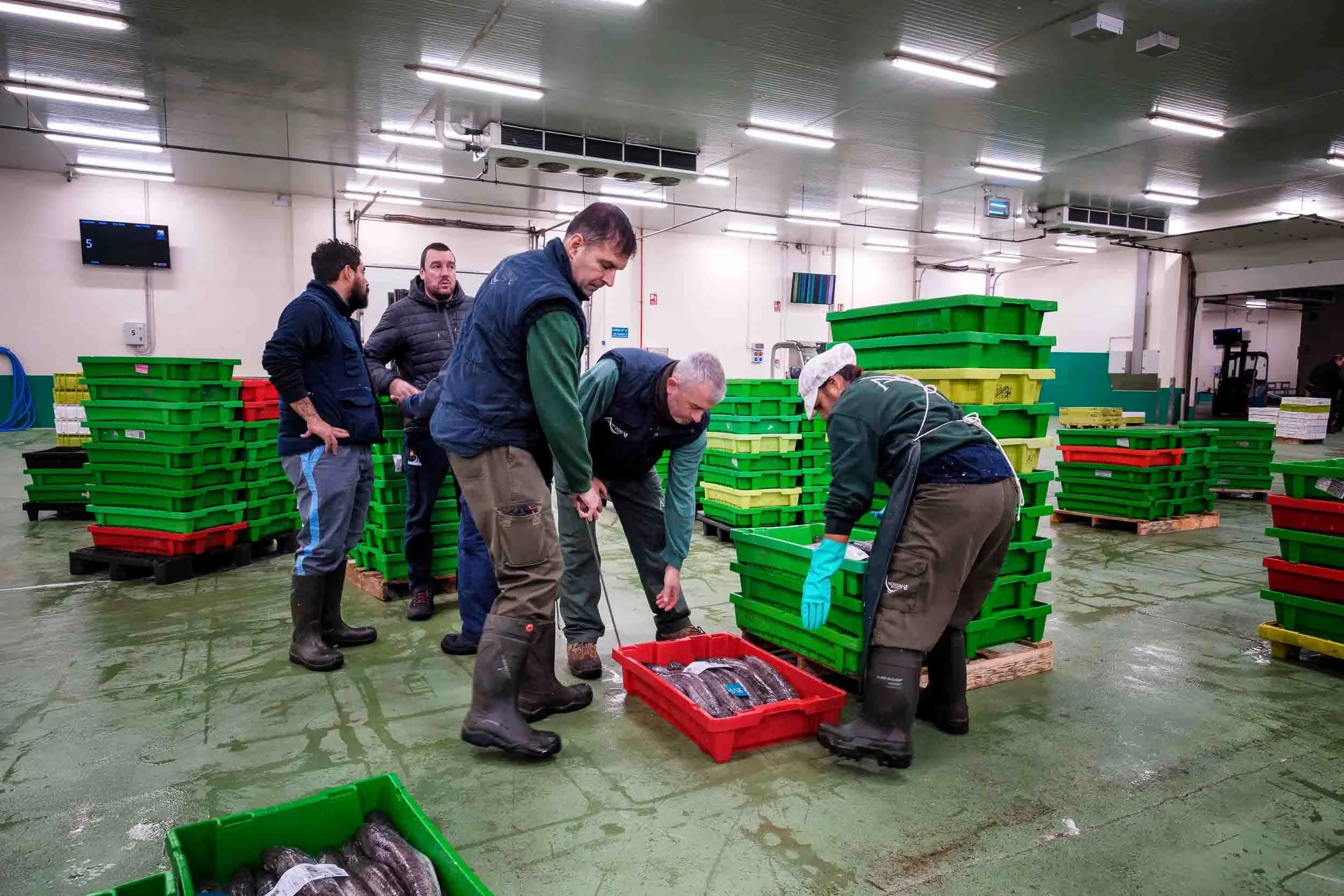 Operarios preparando el transporte de Merluza del Pincho de Burela después de la subasta para su envío a mercados nacionales.