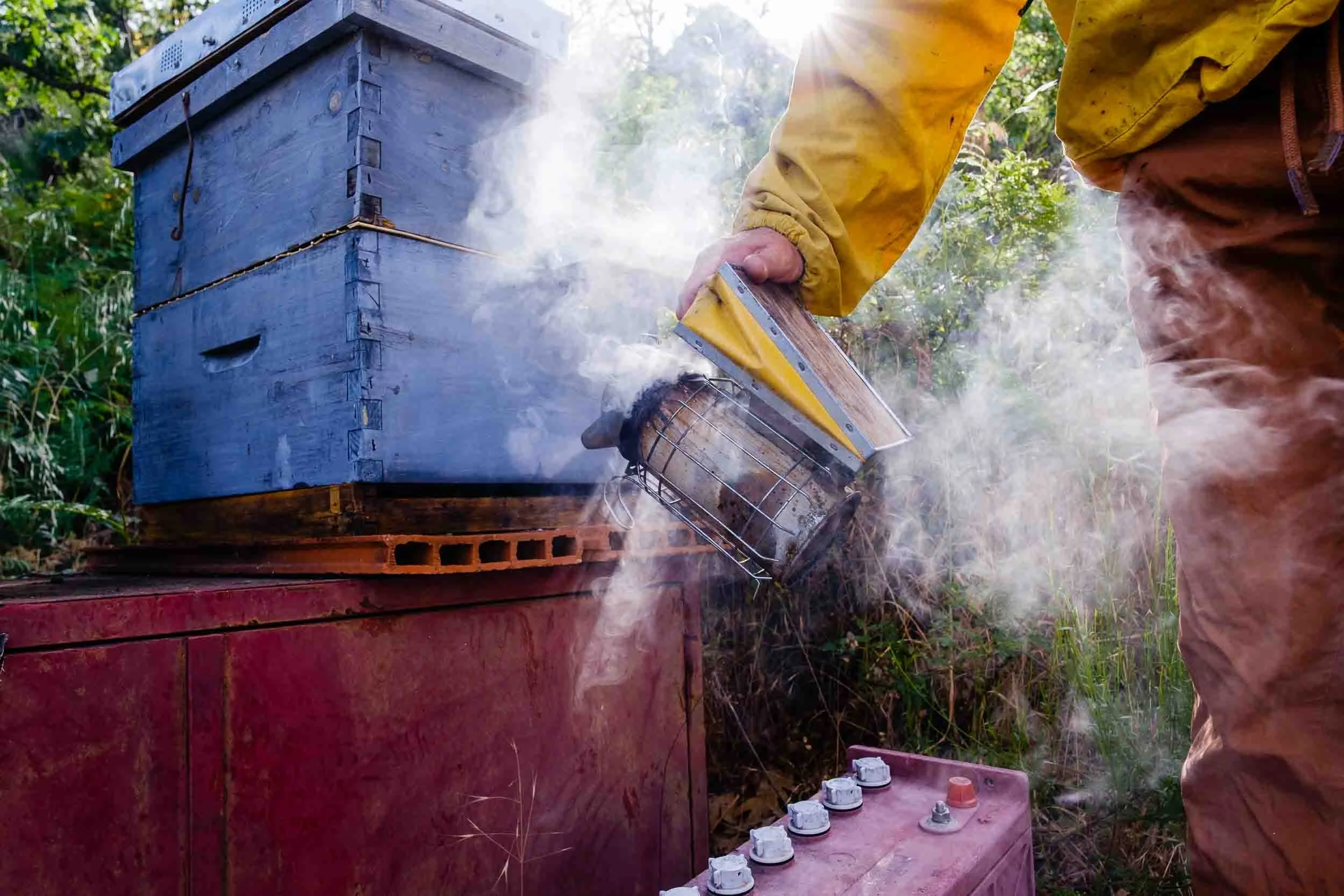 Apicultor profesional utilizando el ahumador para calmar a las abejas durante la revisión de las colmenas.