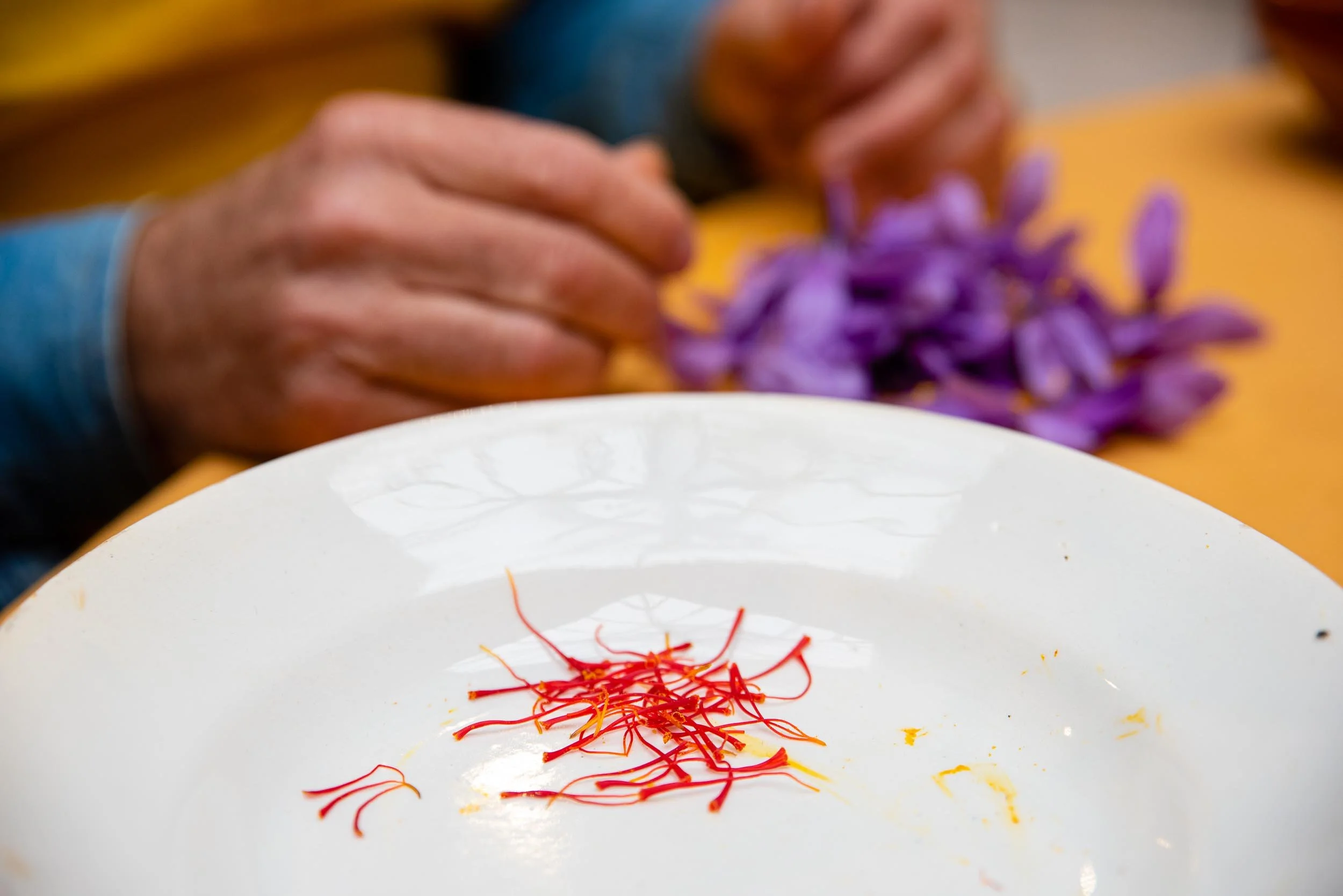 Primer plano de las briznas de azafrán perfectamente limpias de restos de pétalos o estambres.