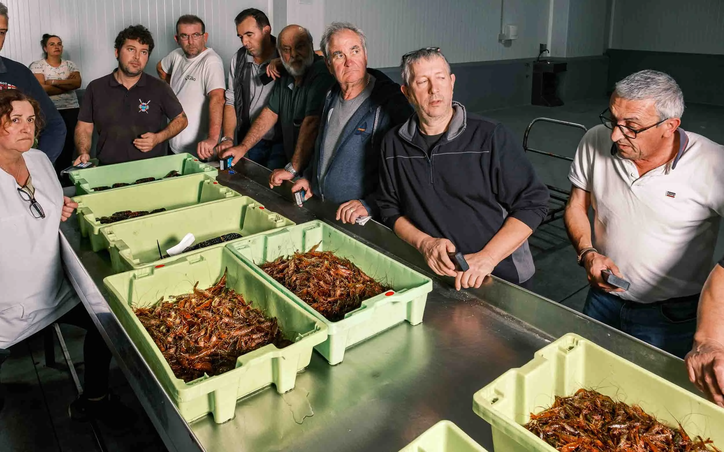 Diferentes especies de marisco gallego dispuestas para la subasta diaria en la Lonja de Cedeira.