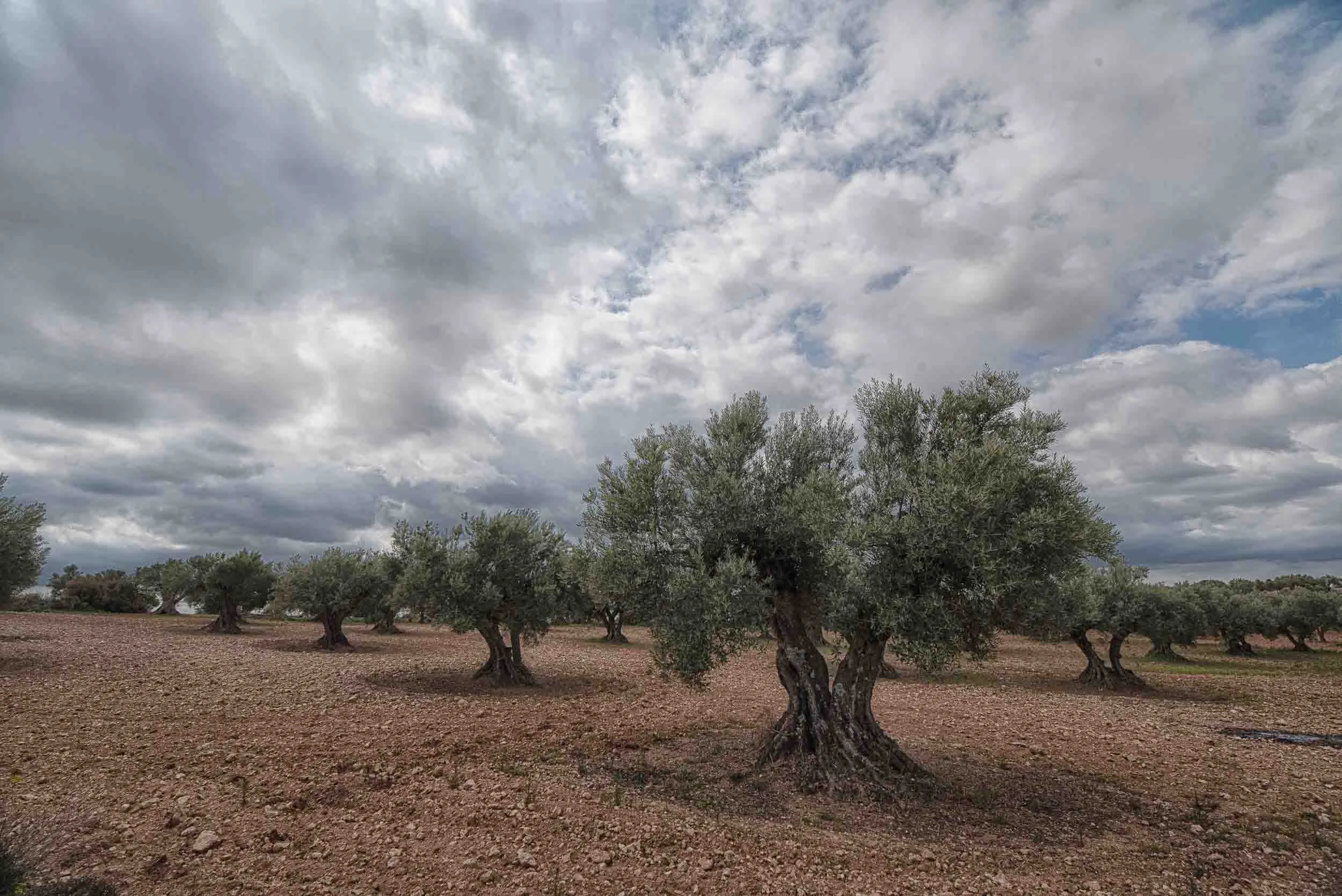 Líneas de olivos centenarios en un paisaje agrícola tradicional, resaltando la geometría y la luz del sur.