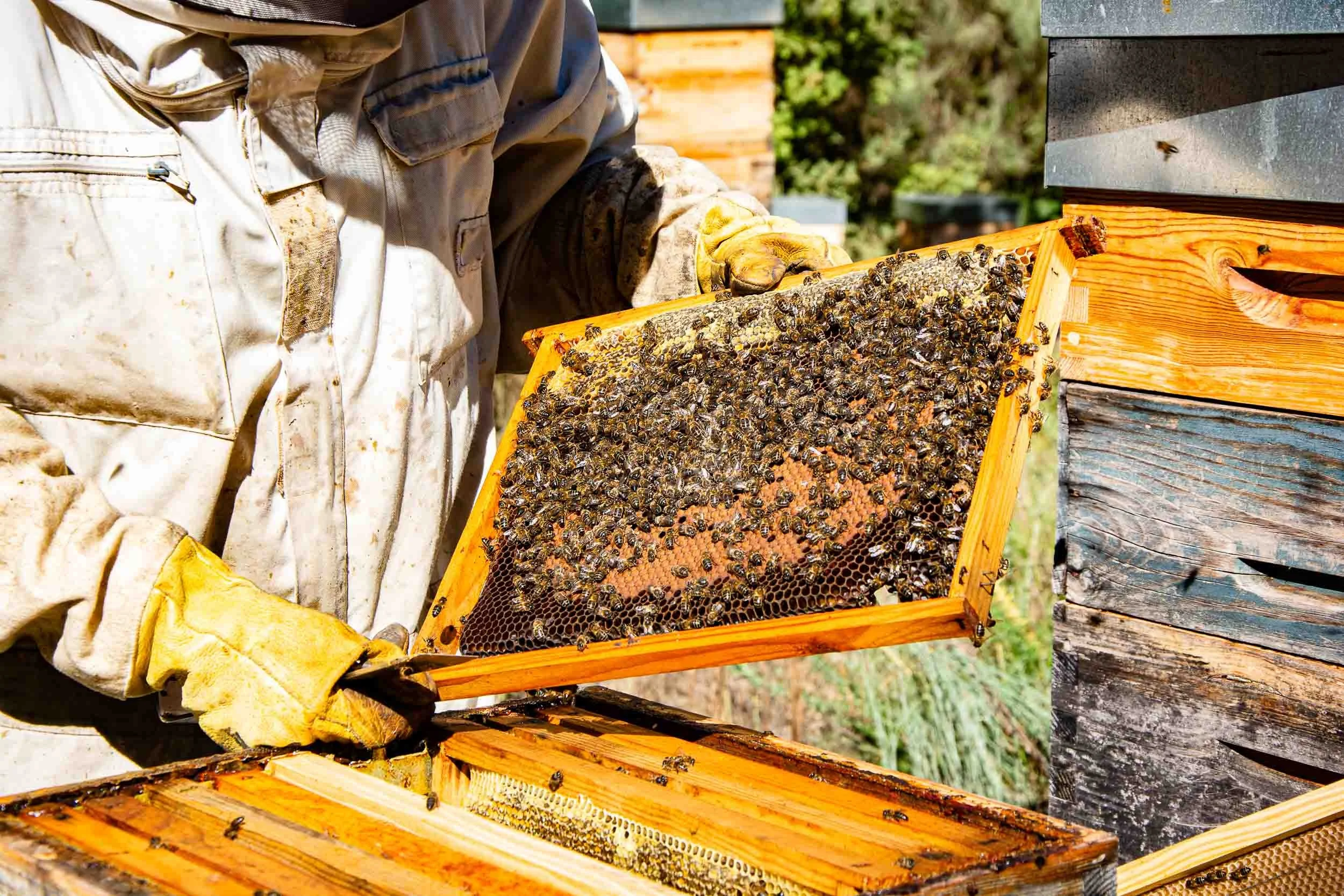 Apicultor extrayendo un cuadro de la colmena para comprobar la maduración de la miel en el campo.