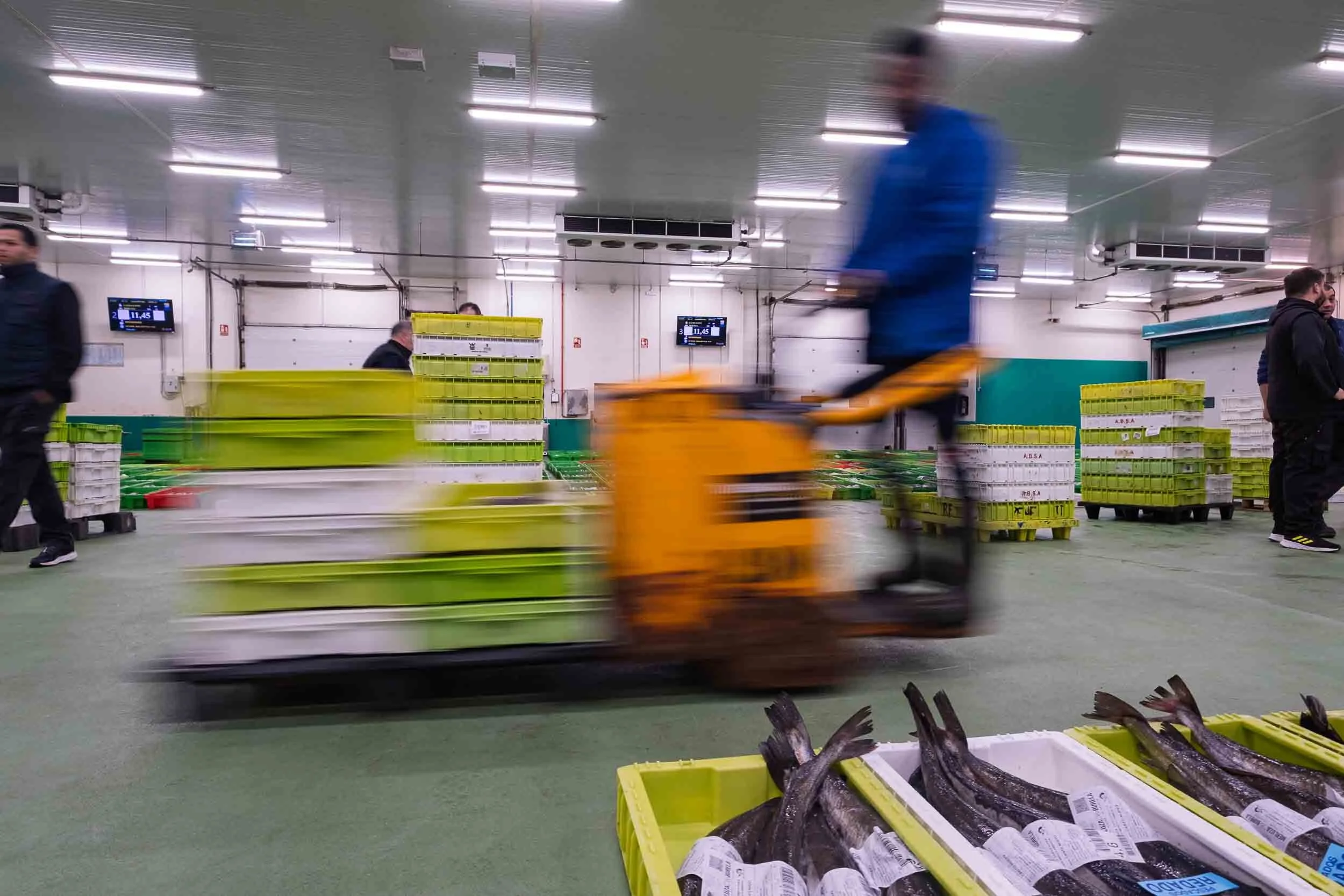 Personal de la OPP-7 manejando cajas de merluza fresca durante la preparación para la subasta.