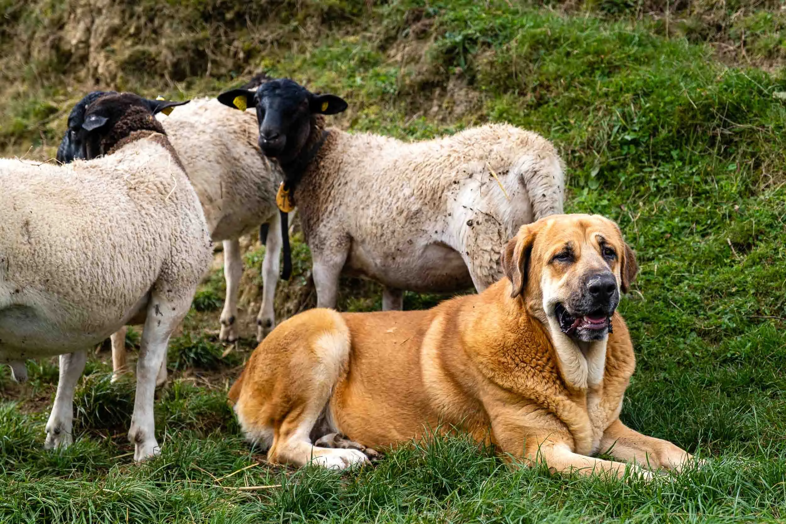 Un mastín español vigilando atentamente un rebaño de ovejas en la distancia, en un paisaje de montaña.