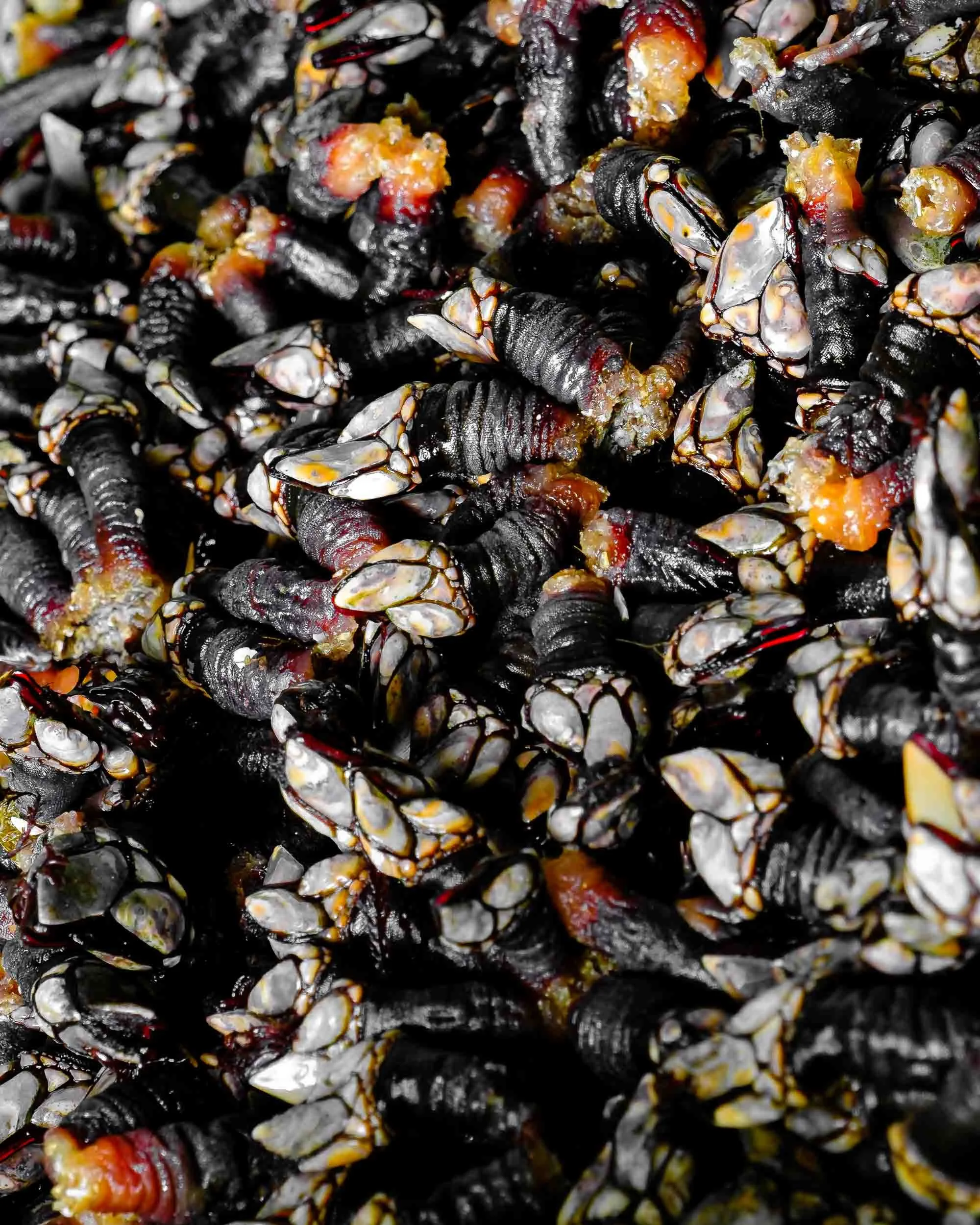 Primer plano de percebe de Cedeira recién capturado, destacando su grosor y frescura en la lonja.