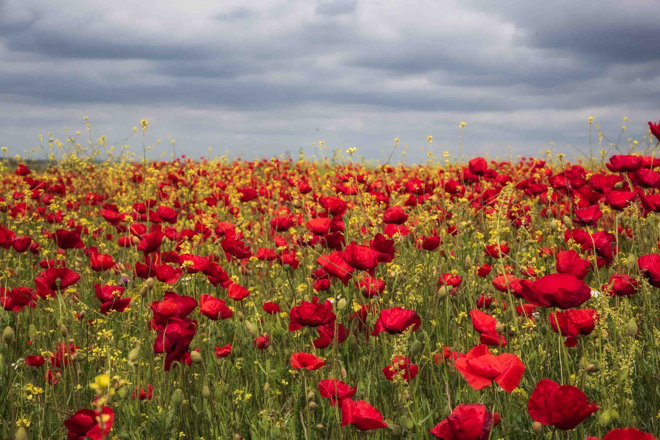 Extenso campo de amapolas rojas en primavera bajo un cielo azul, fotografía de naturaleza con colores vibrantes y estilo rústico.