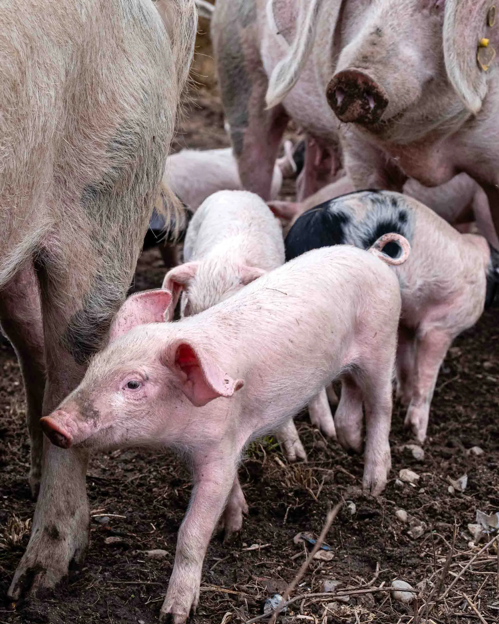 Granxa Casa da Fonte