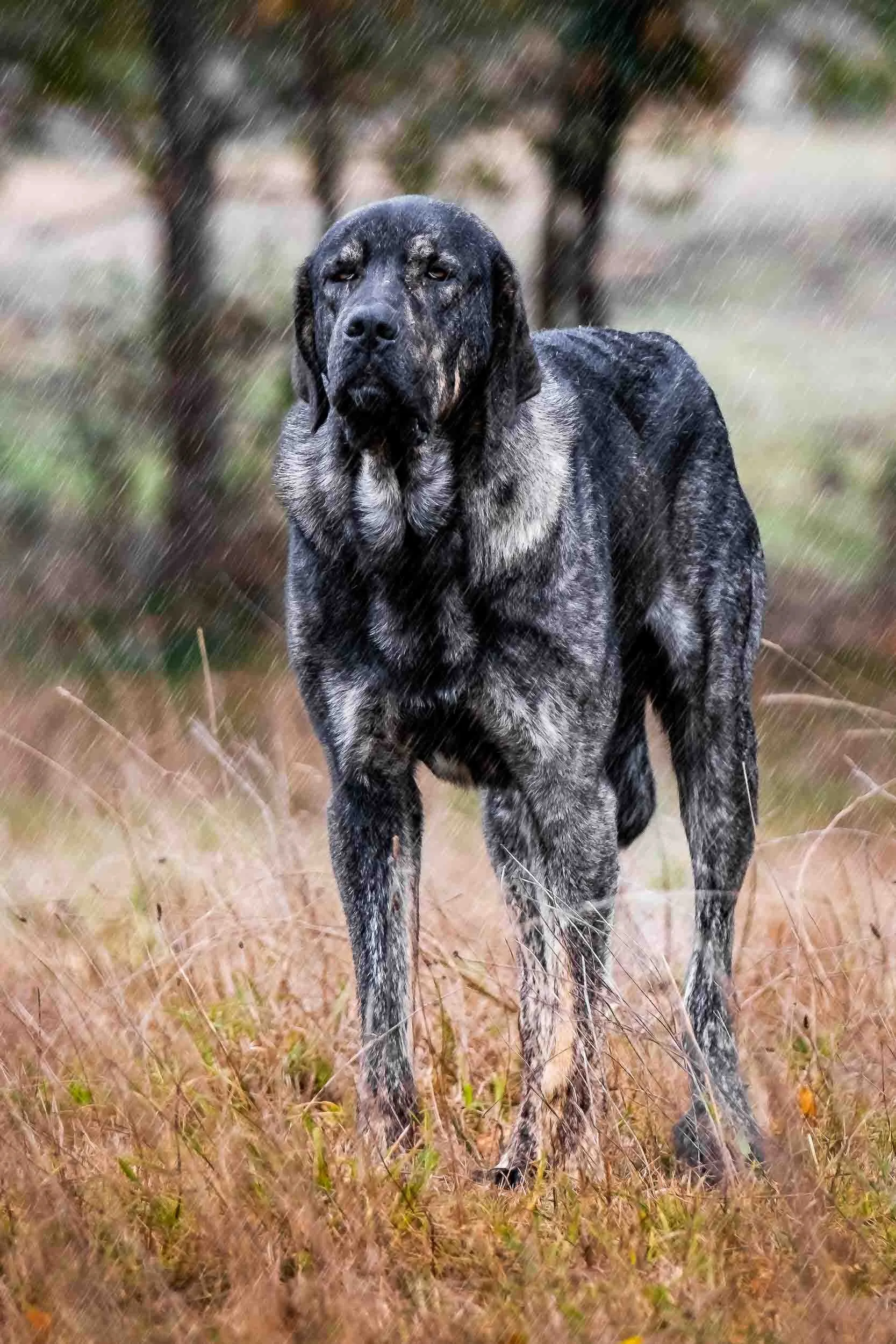 Retrato de un perro mastín solitario bajo la lluvia, capturando la resistencia y fidelidad de los guardianes del ganado.