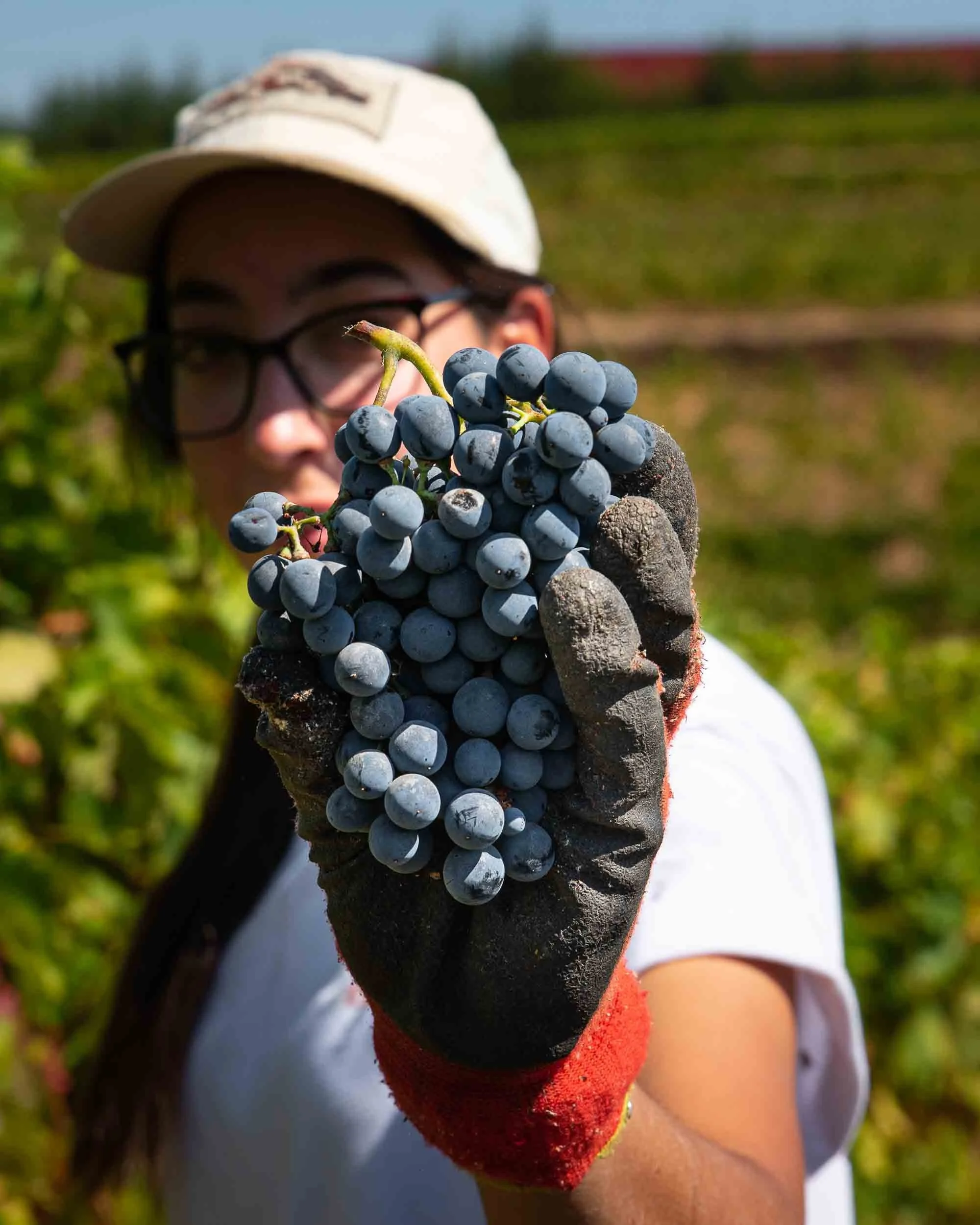 Primer plano de las manos que seleccionan y preparan la uva para la fermentación natural en bodega.
