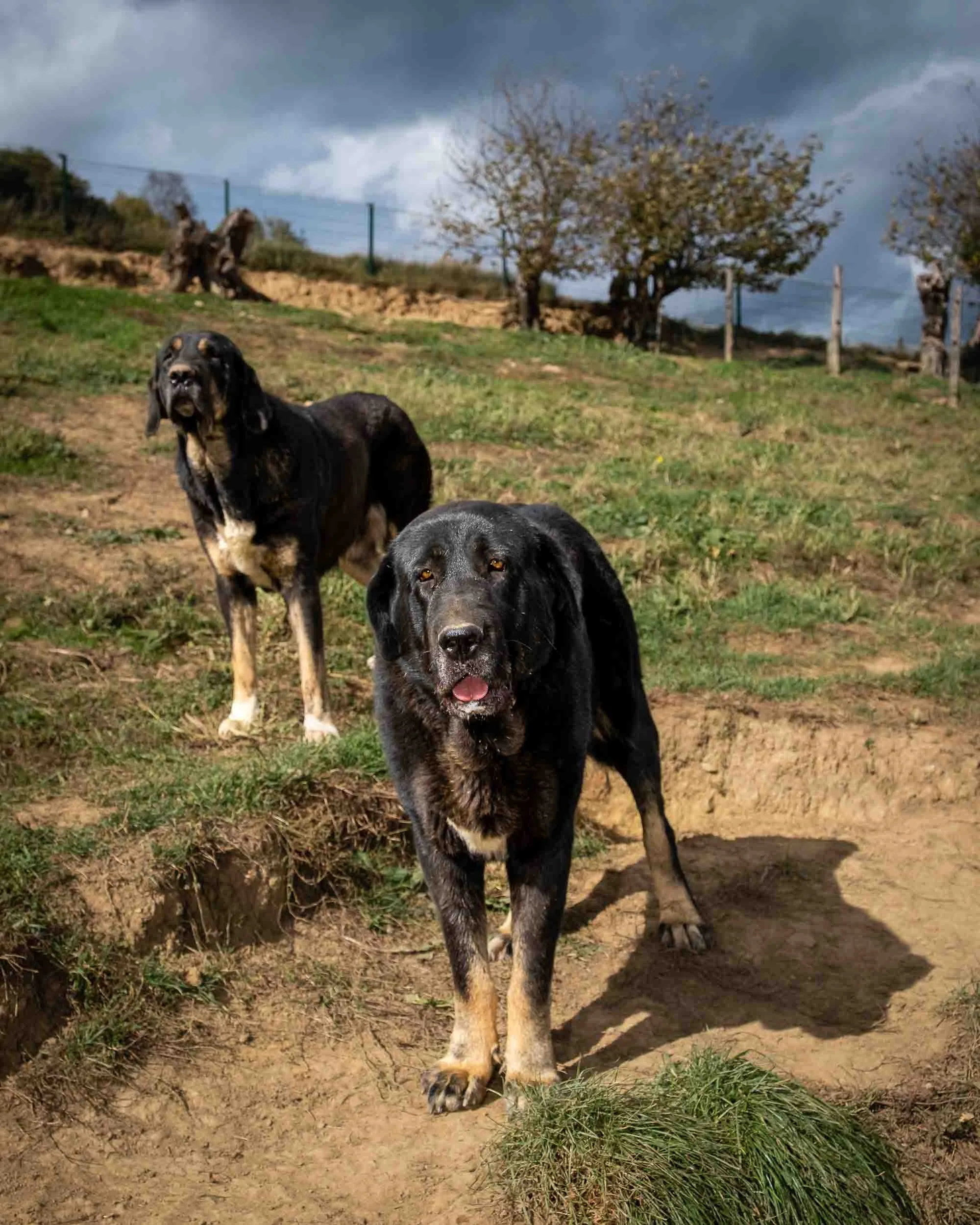 Pareja de mastín español en vigilancia continua y reposando bajo el sol de la colina.