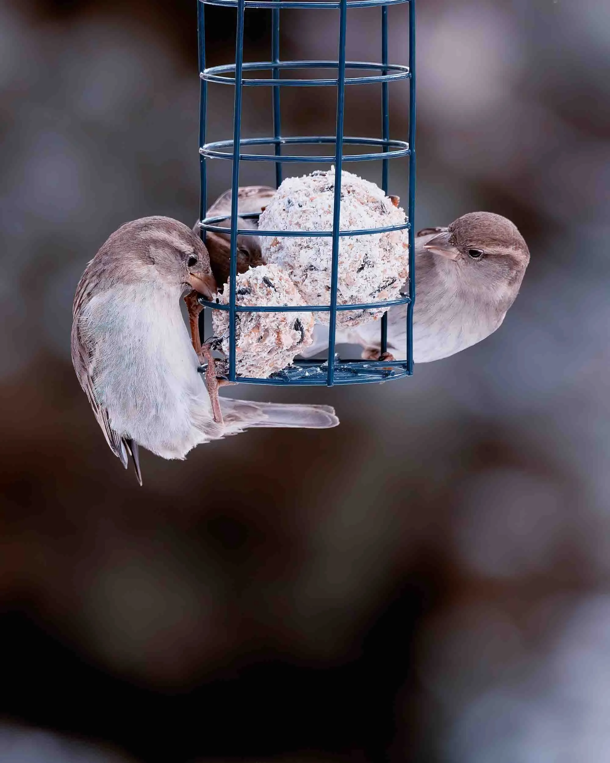 Pequeños pájaros posados en ramas durante el invierno, fotografía de naturaleza con paleta de colores fría y composición minimalista.