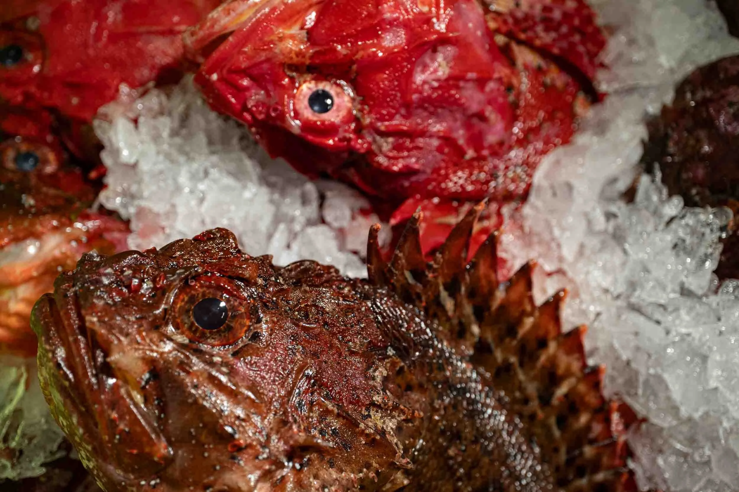 Variedad de pescado fresco sobre cama de hielo, resaltando el brillo de la escama y la frescura del producto recién capturado.