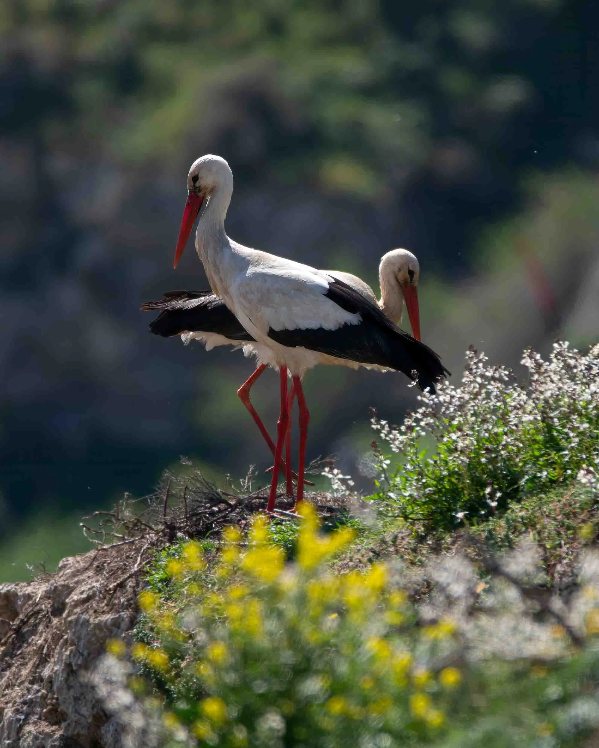 Pareja de cigüeñas en libertad bajo la luz del sol, fotografía de naturaleza y fauna salvaje integrada en el territorio.