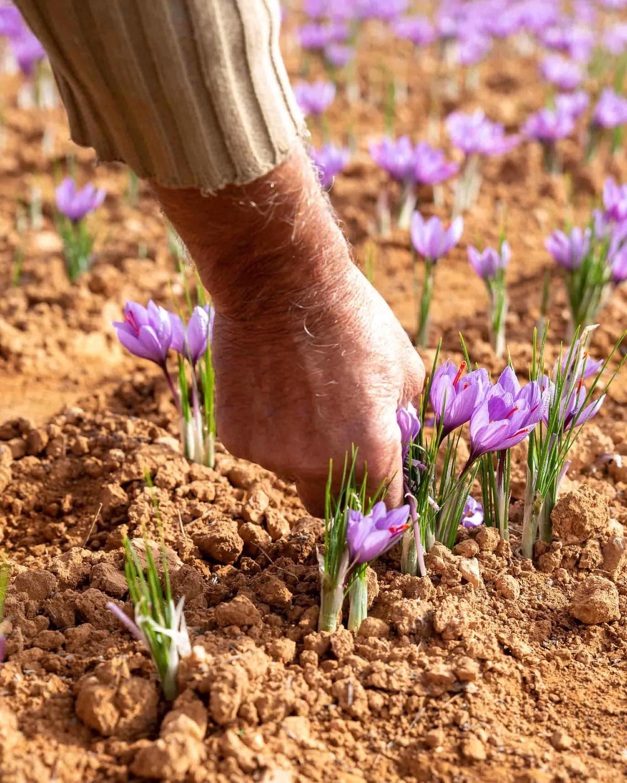 Detalle de las manos de un agricultor cortando con precisión la flor del azafrán.