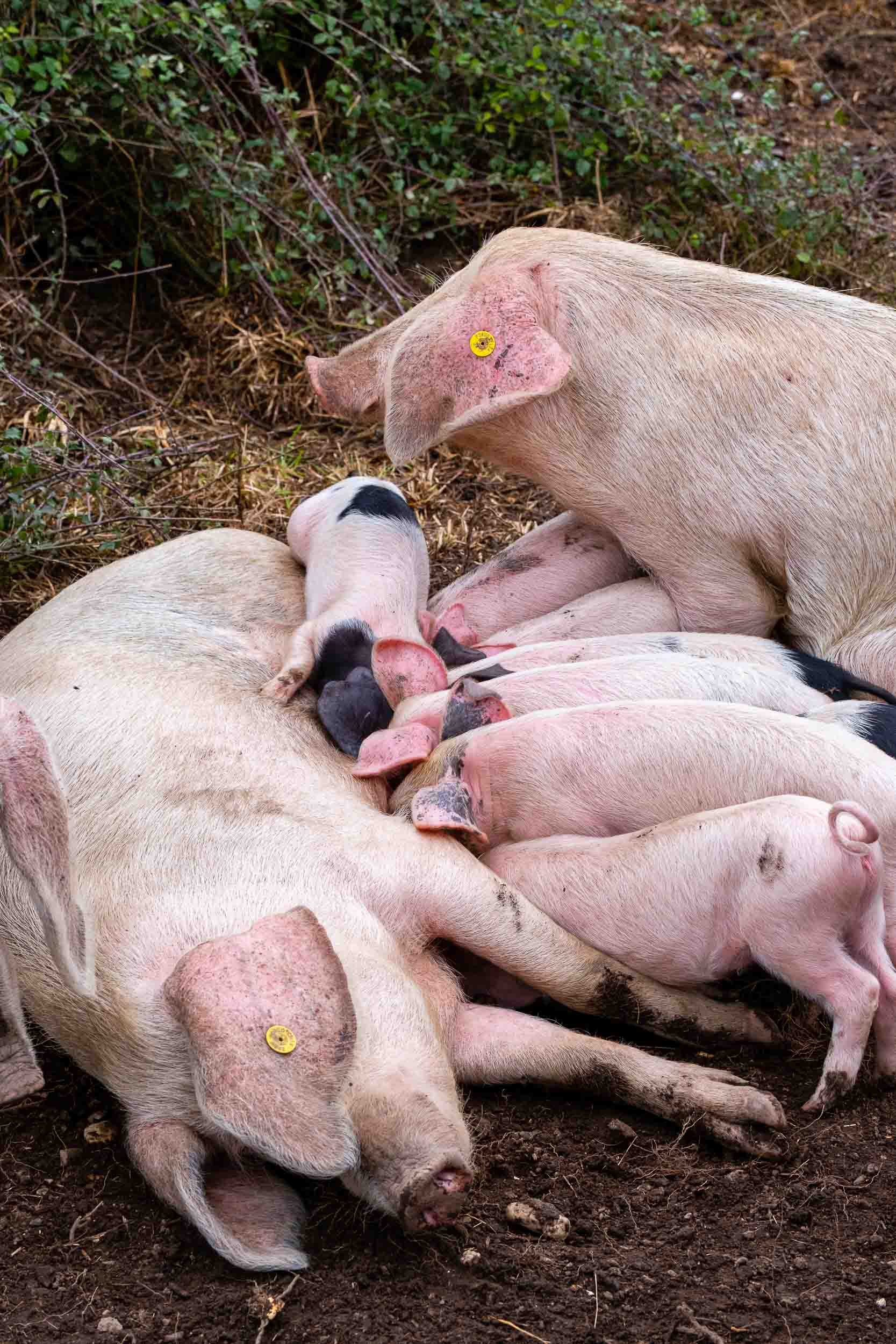 lechones-porco-celta-mamando-madre-raza-autoctona.jpg