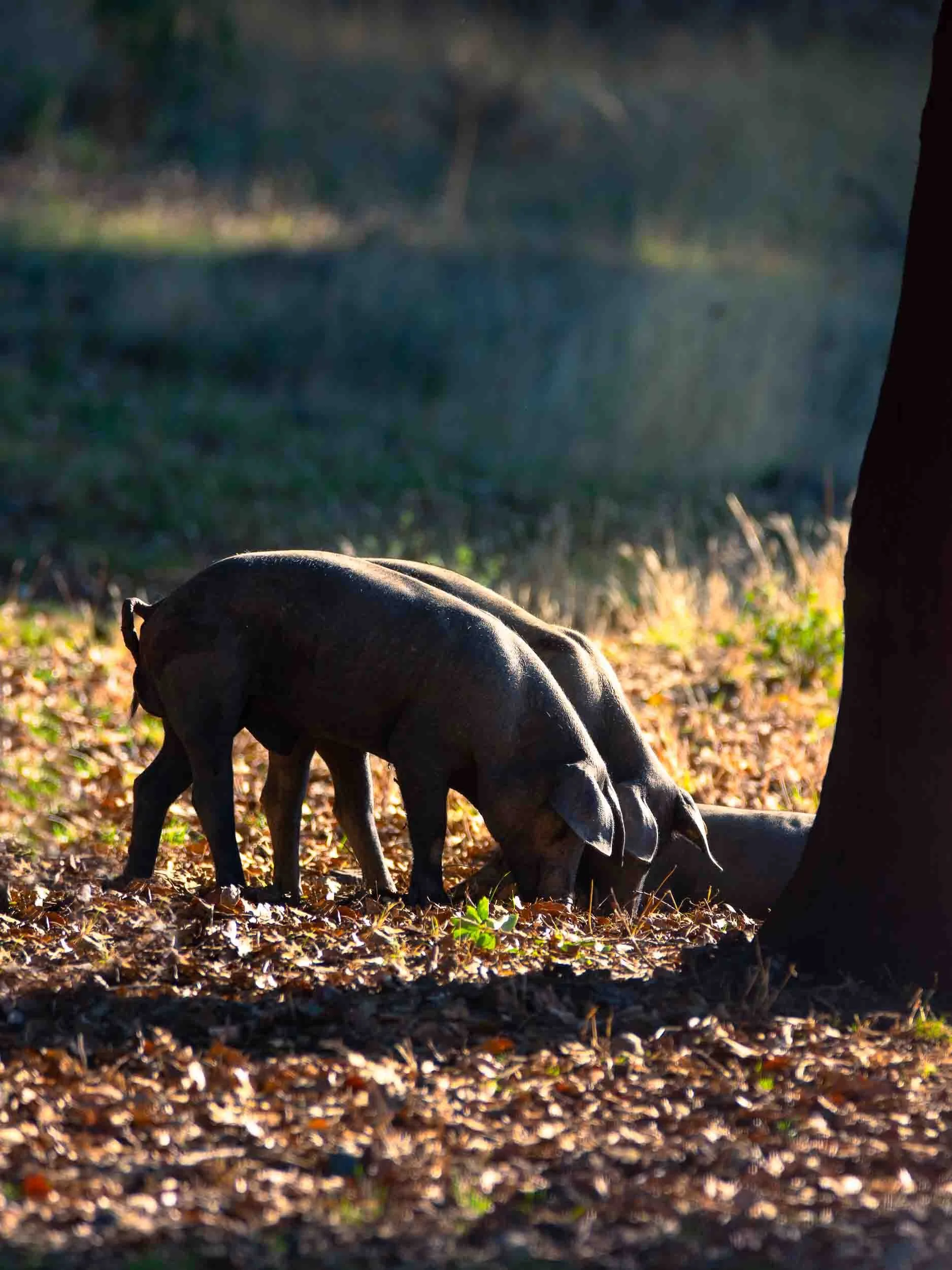 Cerdo ibérico pastando en libertad en la dehesa extremeña entre encinas, fotografía de producto y origen de Extremadura.