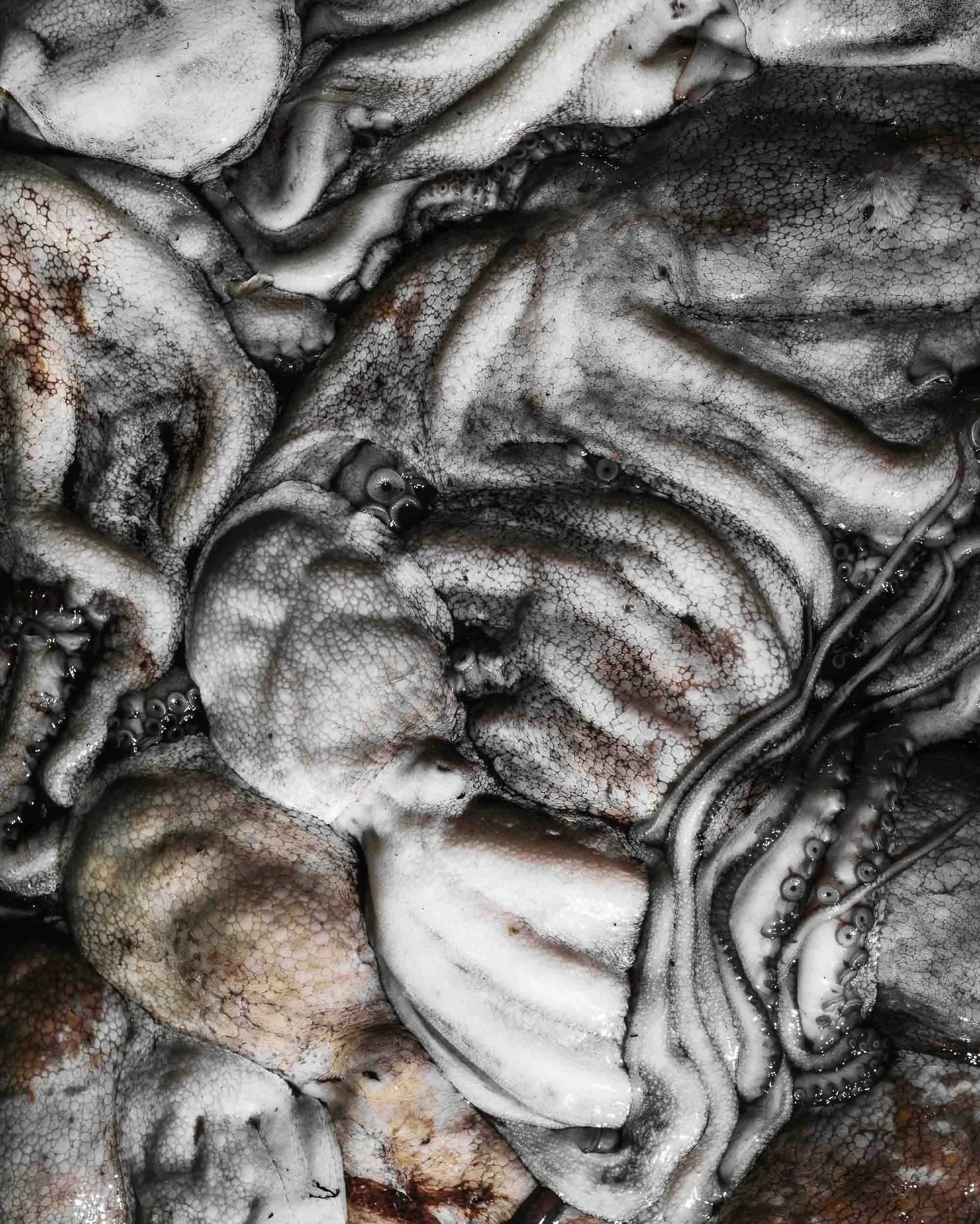 Primer plano de captura de pulpo gallego, listo para la subasta en la Lonja de Cedeira.