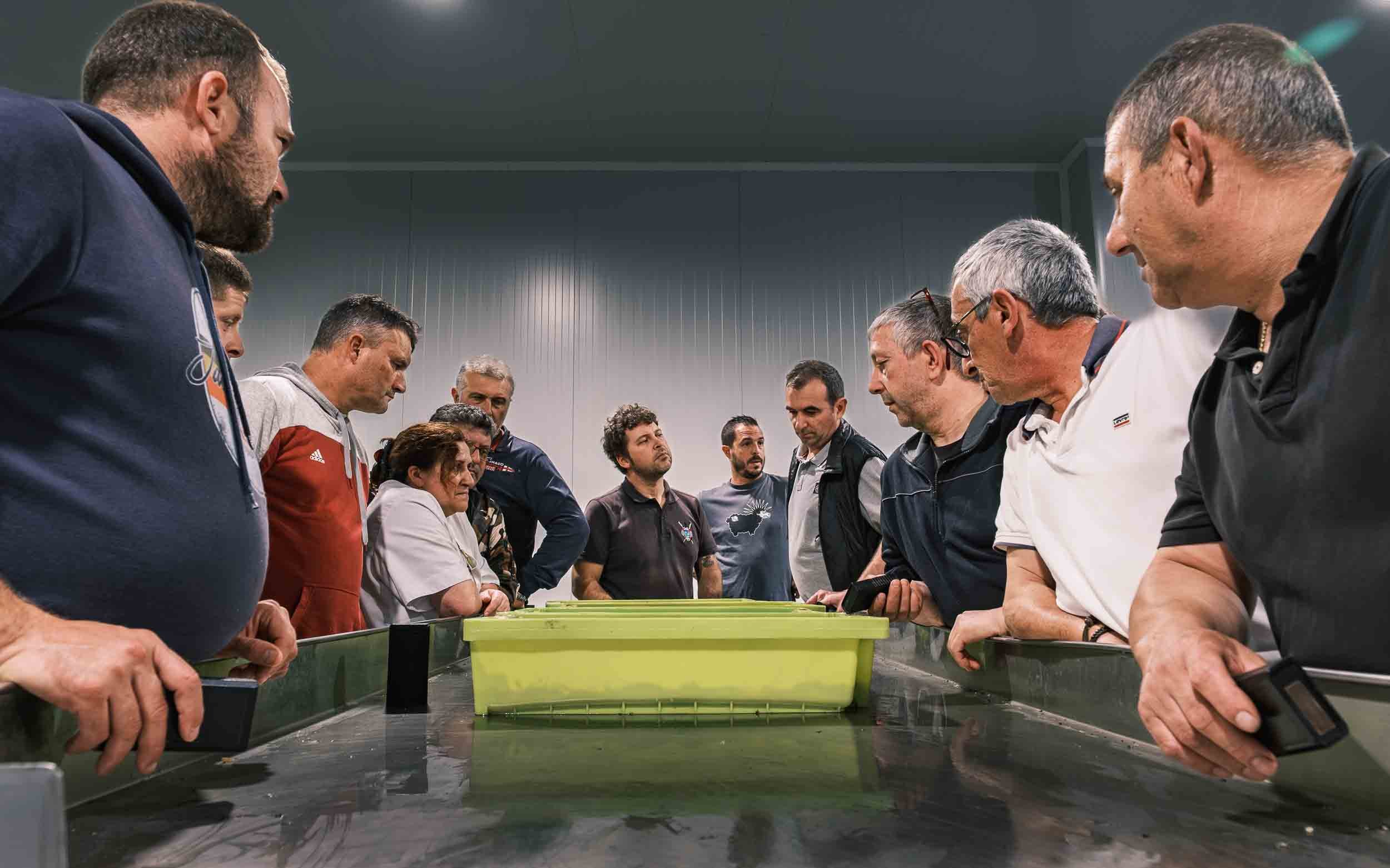 Vista general de la subasta de marisco y pescado en Cedeira, con los compradores rodeando el producto.