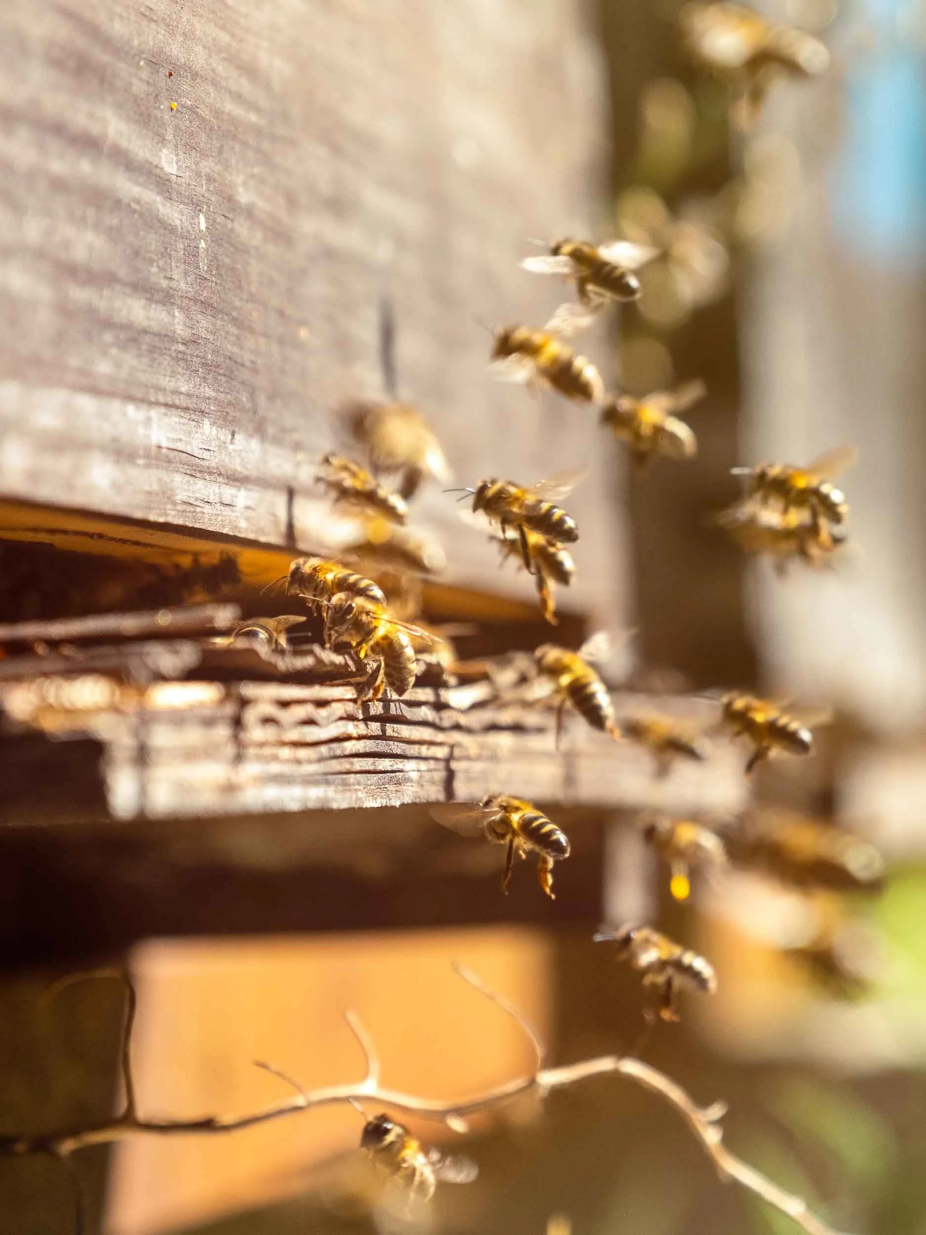 Detalle de las abejas trabajando sobre el panal, mostrando el origen natural y orgánico de la miel.