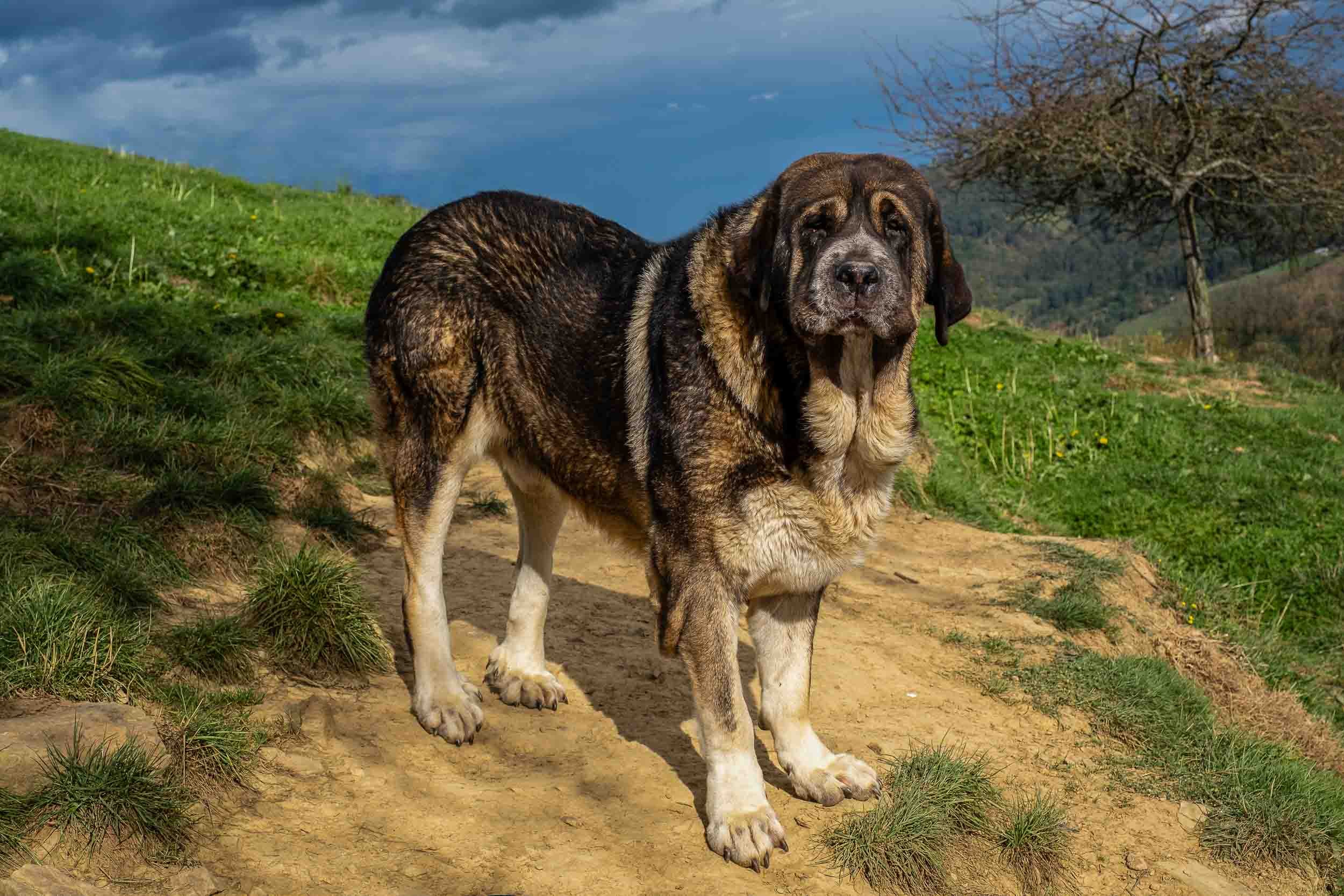 Un mastín ibérico de gran tamaño de pie en un pastizal, demostrando su imponente presencia y fuerza.