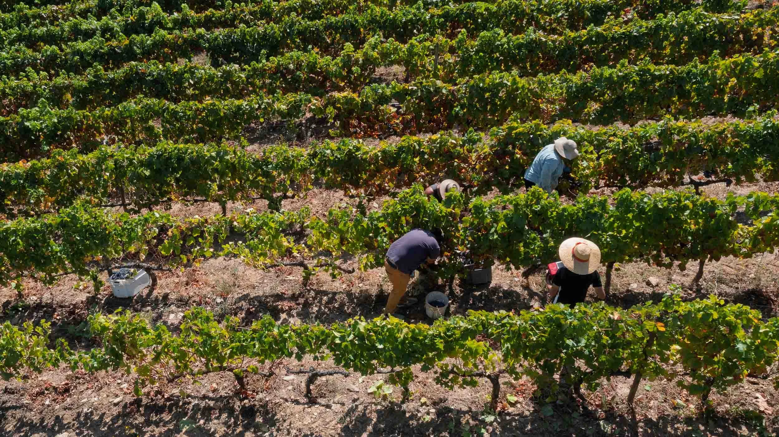 Momento de convivencia y comida tradicional de los vendimiadores en la Quinta.