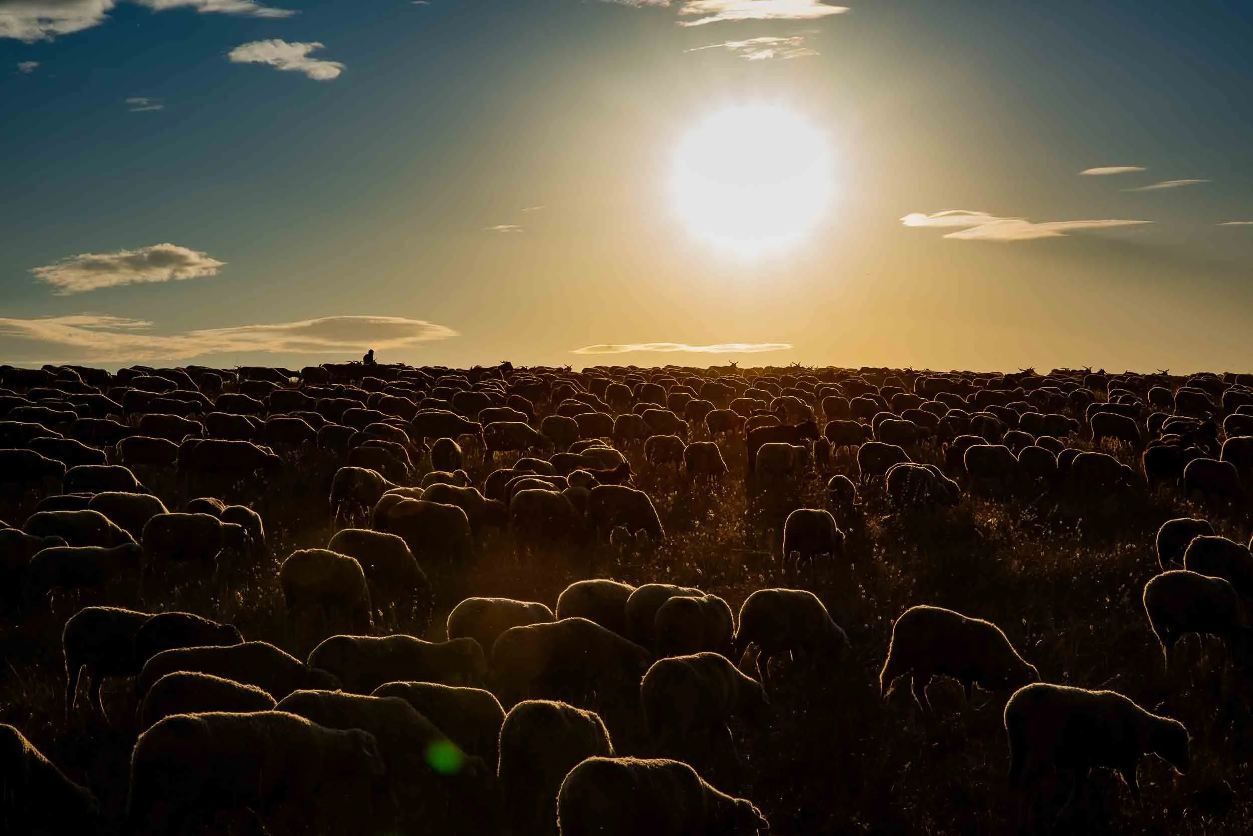 Siluetas de un rebaño de ovejas a contraluz durante el amanecer, capturando el polvo y la atmósfera mística del pastoreo.