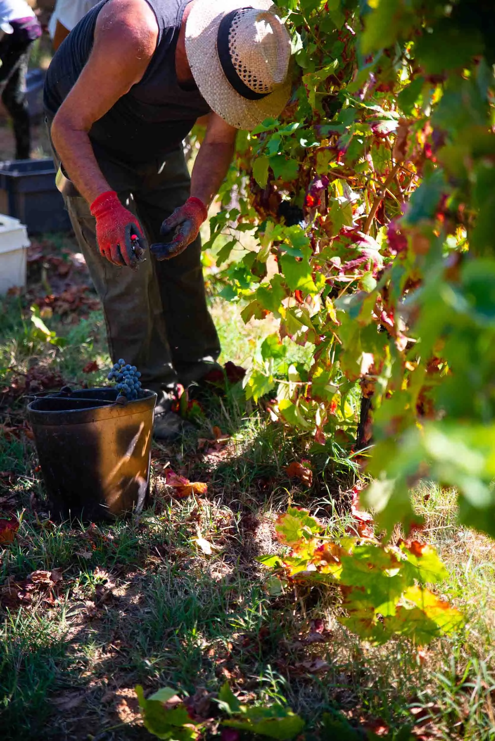 Detalle de la recogida manual de uva tinta en Quinta do Monte Travesso, seleccionando racimos de máxima calidad