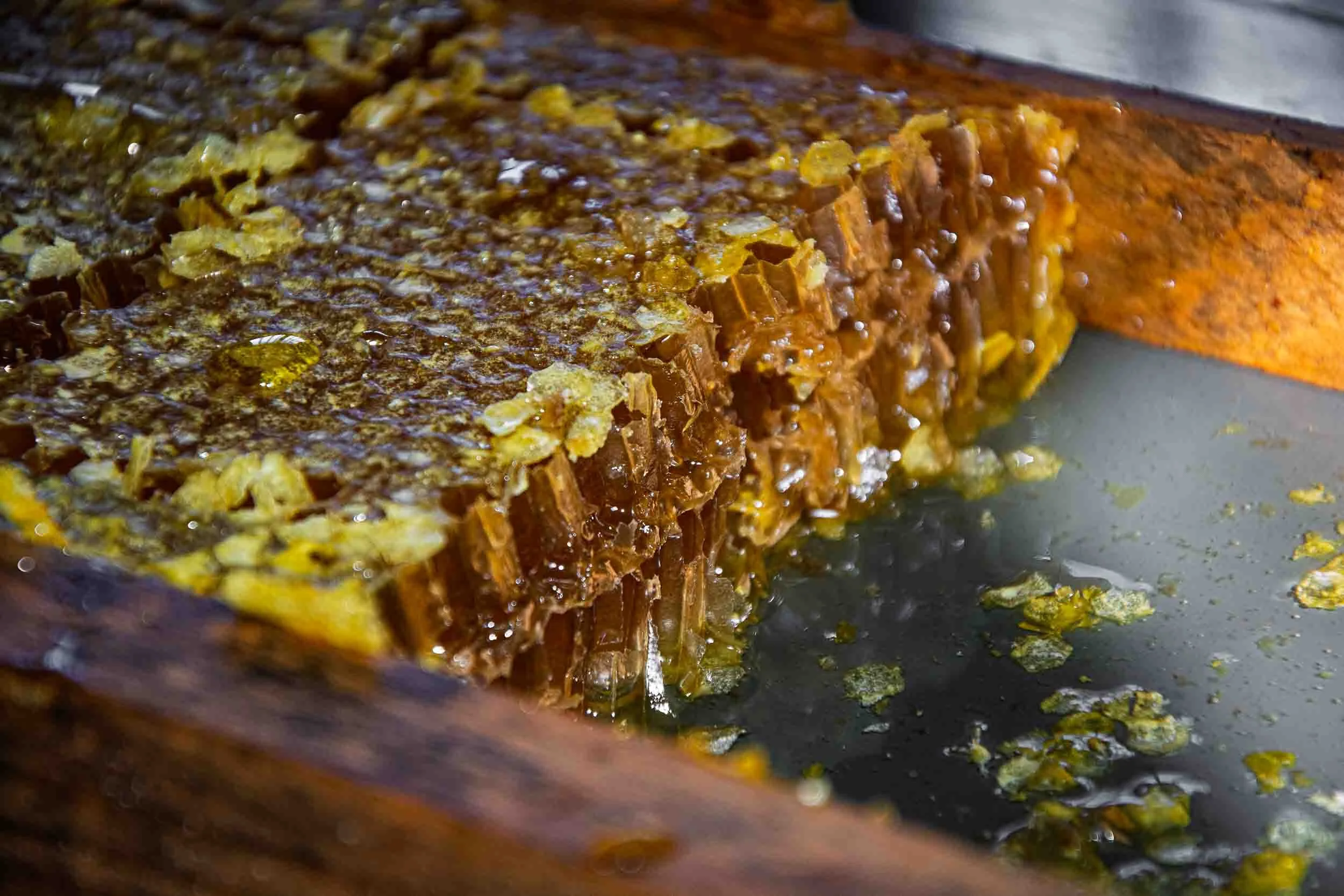 Primer plano de la miel pura fluyendo con densidad y brillo natural durante el proceso de extracción.