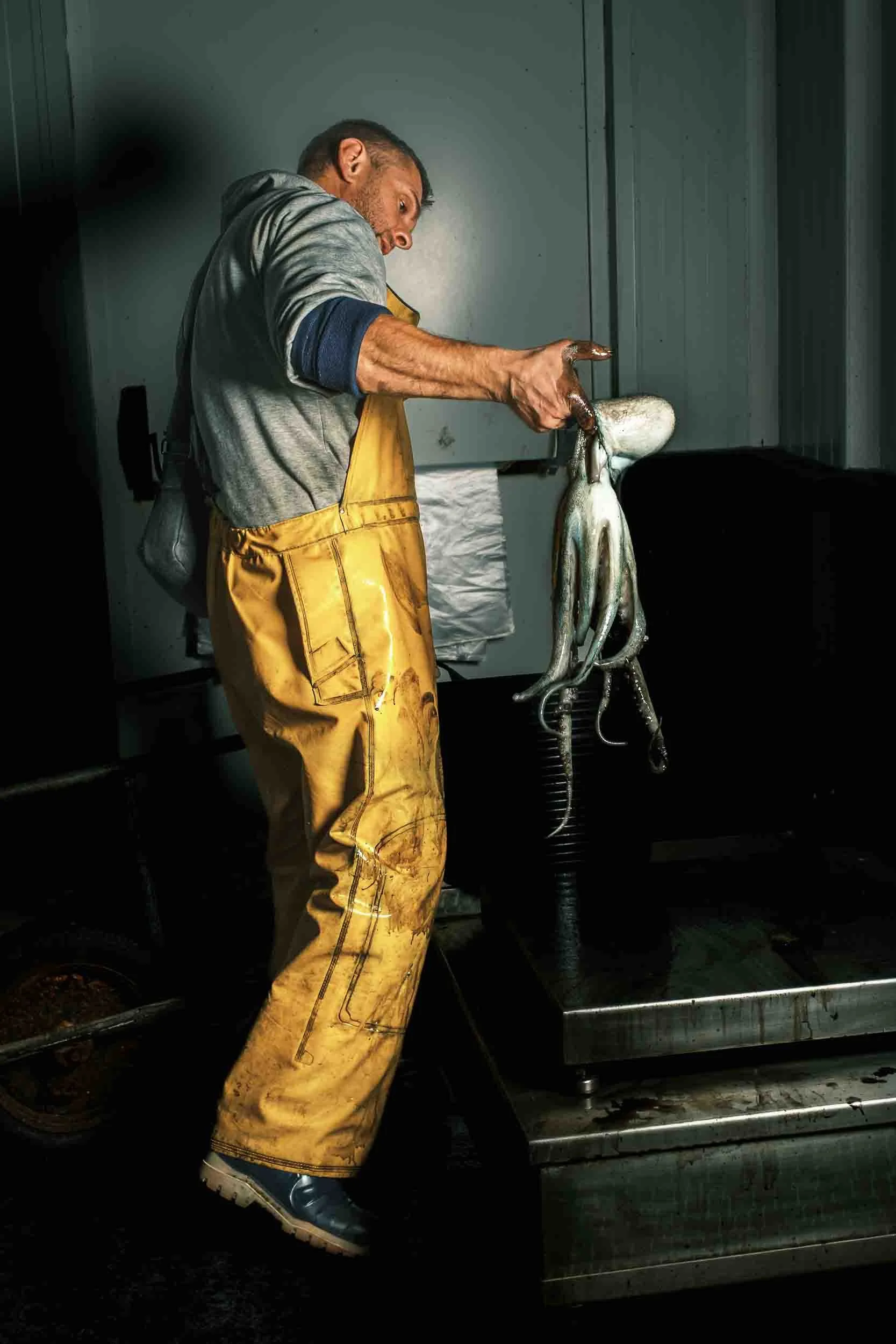 Pescador de Cedeira pesando un pulpo fresco en la lonja, mostrando el control de calidad.