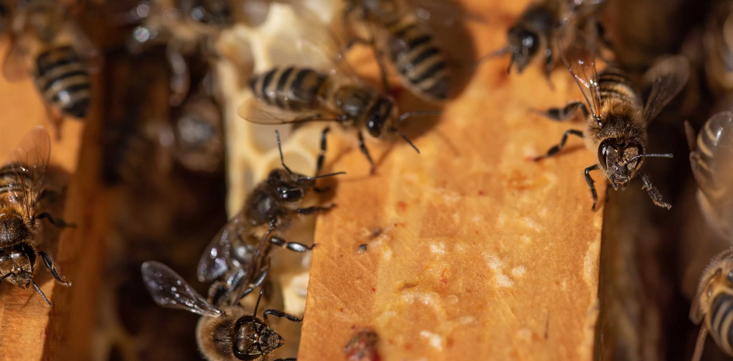 Fotografía macro de una abeja sobre el panal, destacando la importancia de la polinización.