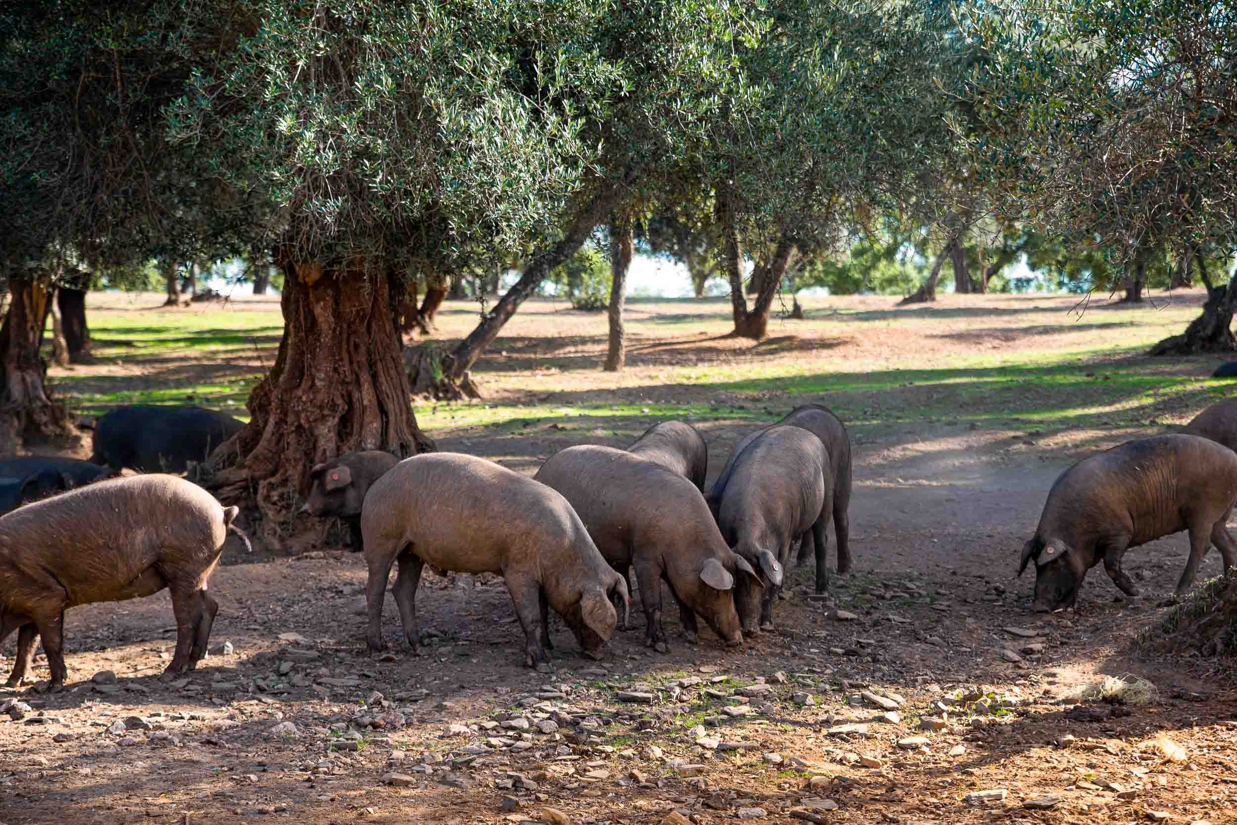 cerdo-iberico-bellota-montanera-aracena.jpg