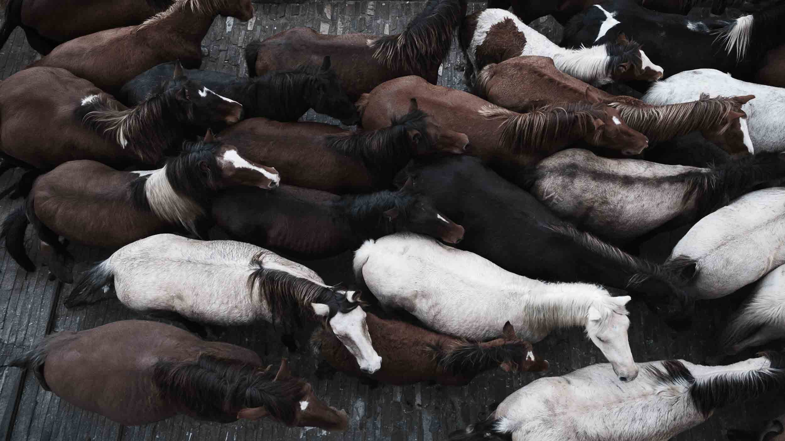Gran grupo de caballos salvajes avanzando hacia los corrales de la feria de As San Lucas. Captura de movimiento y fuerza animal en un entorno rural.