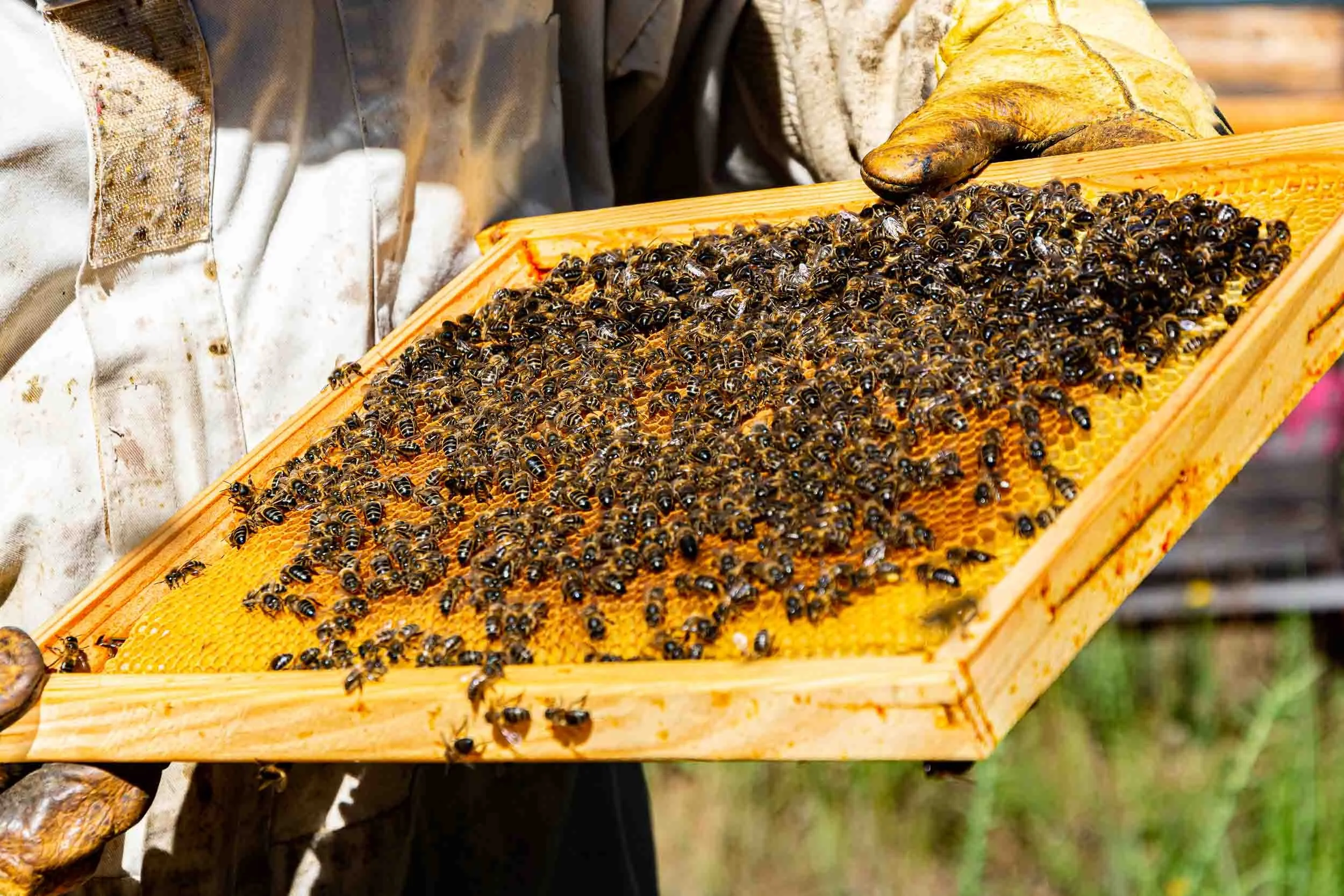 Apicultor extrayendo un cuadro de la colmena para comprobar el estado de la enfermedad o plaga de sus abejas.