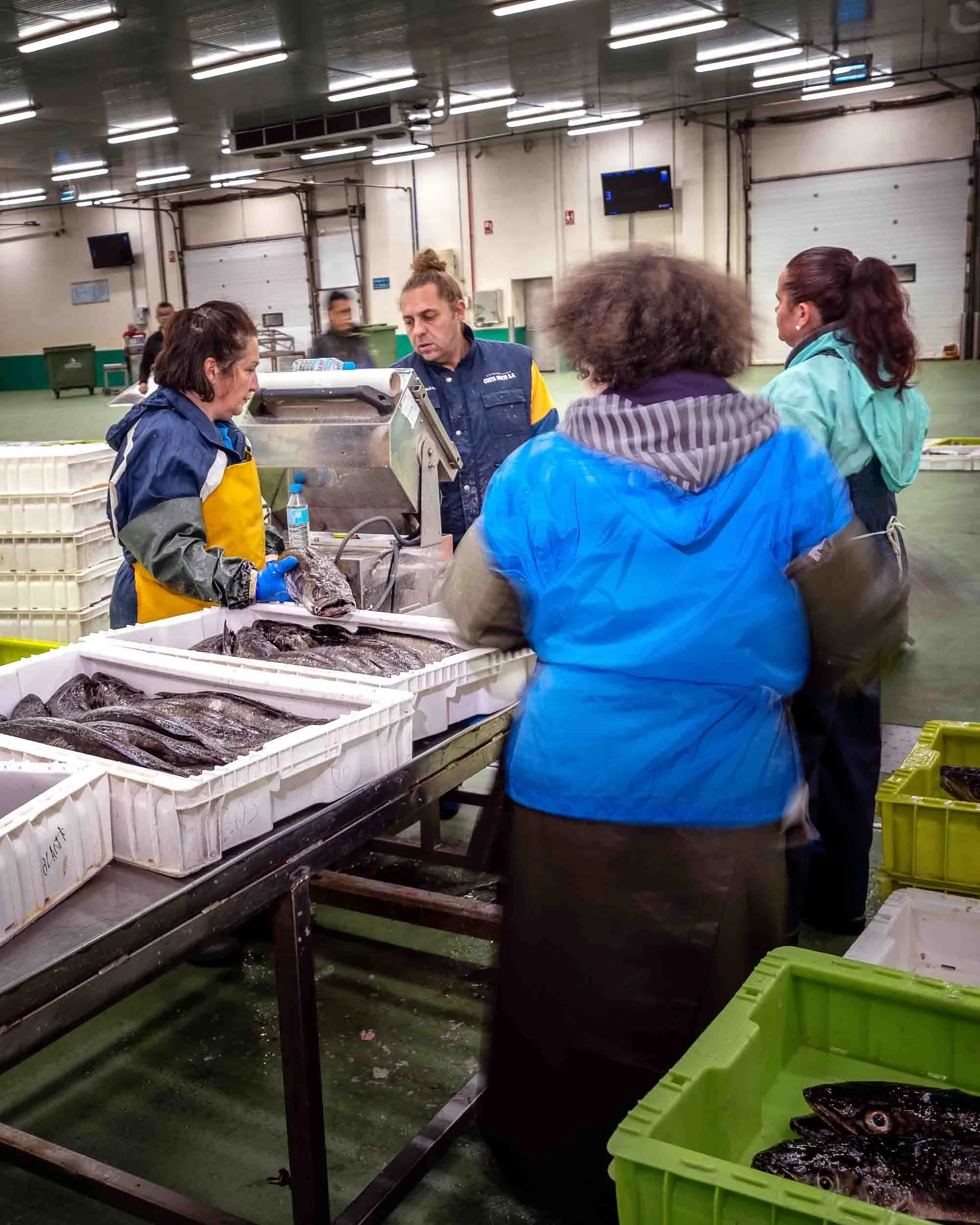 Detalle del precinto de garantía y etiqueta de trazabilidad de la Merluza del Pincho de Burela (OPP-7).