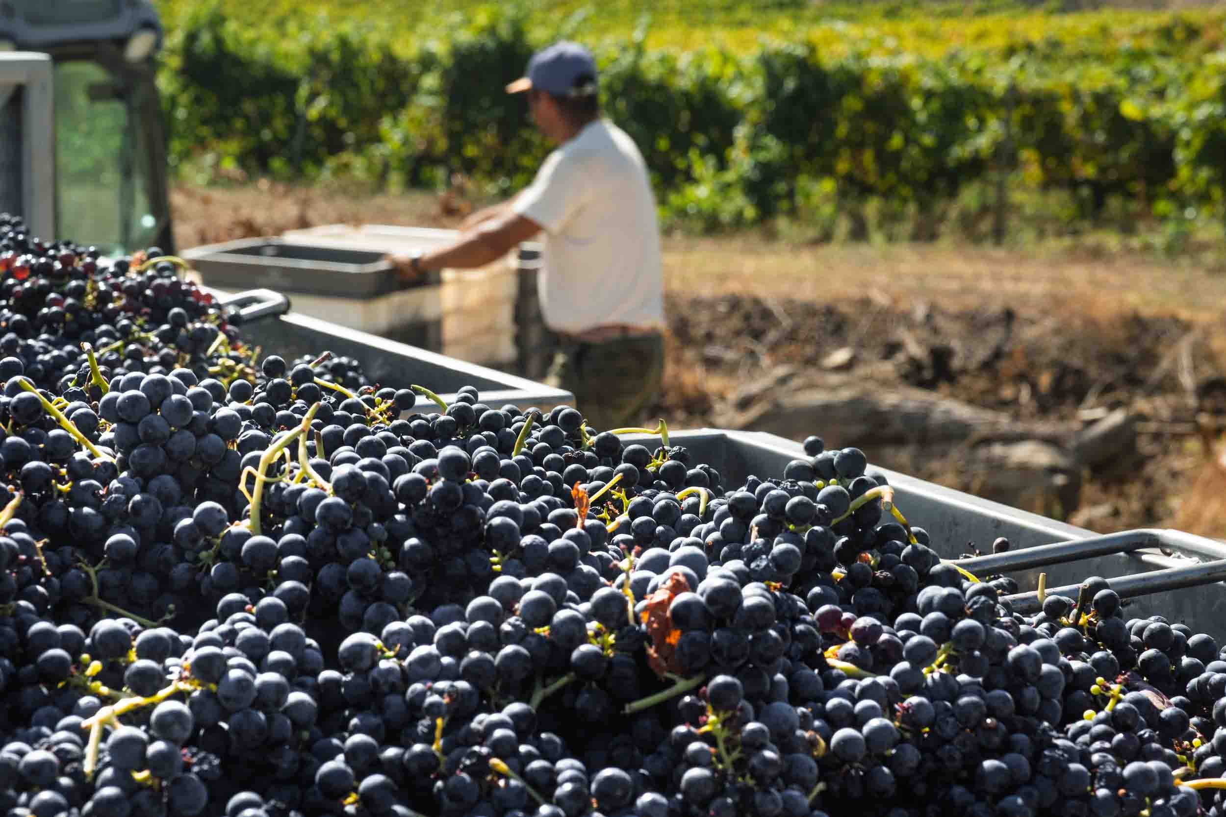Vendimiador cargando cajas de uva fresca por las escarpadas laderas de la Quinta do Monte Travesso.