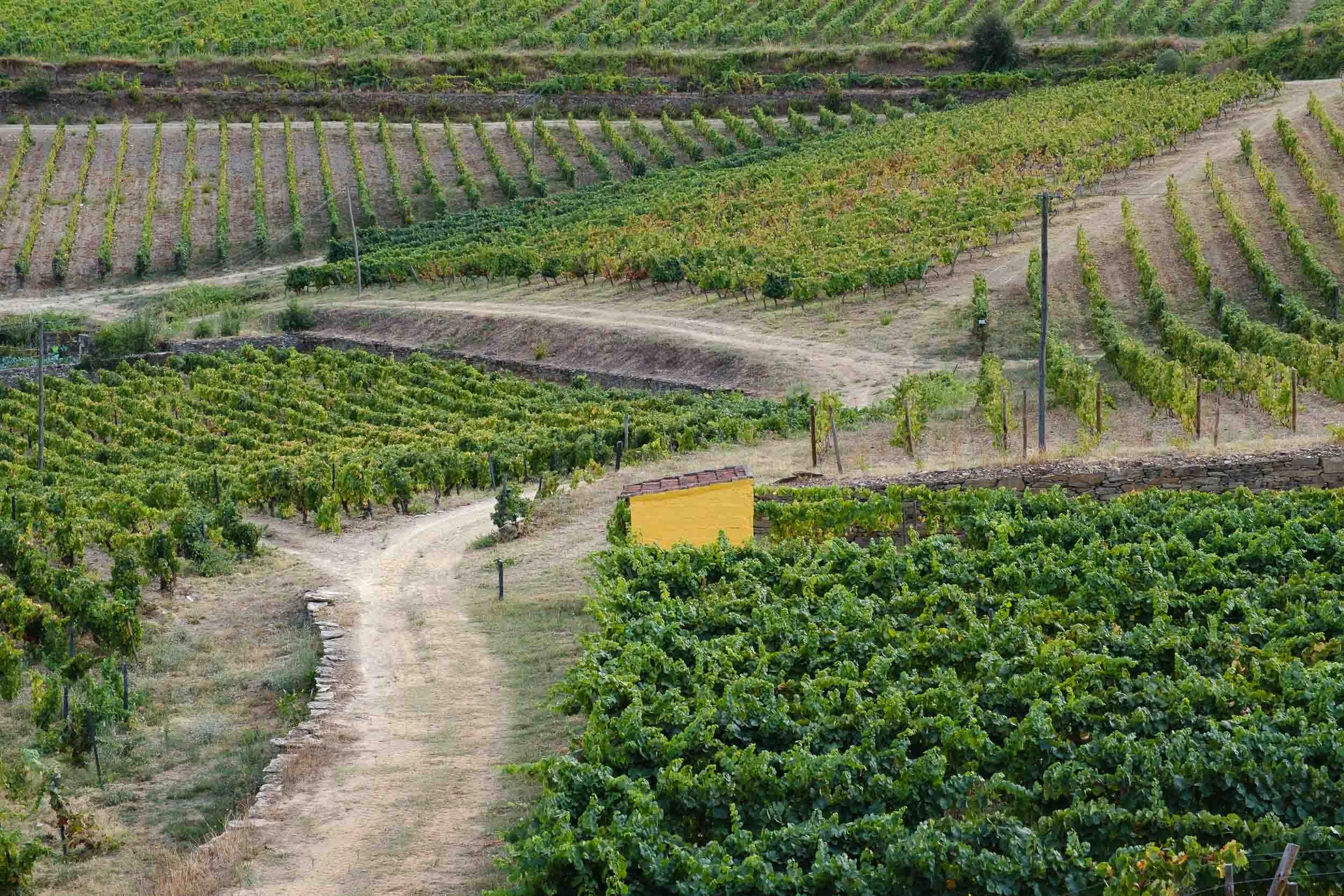 Paisaje de viñedos en terrazas del Douro en Quinta do Monte Travesso durante la vendimia.