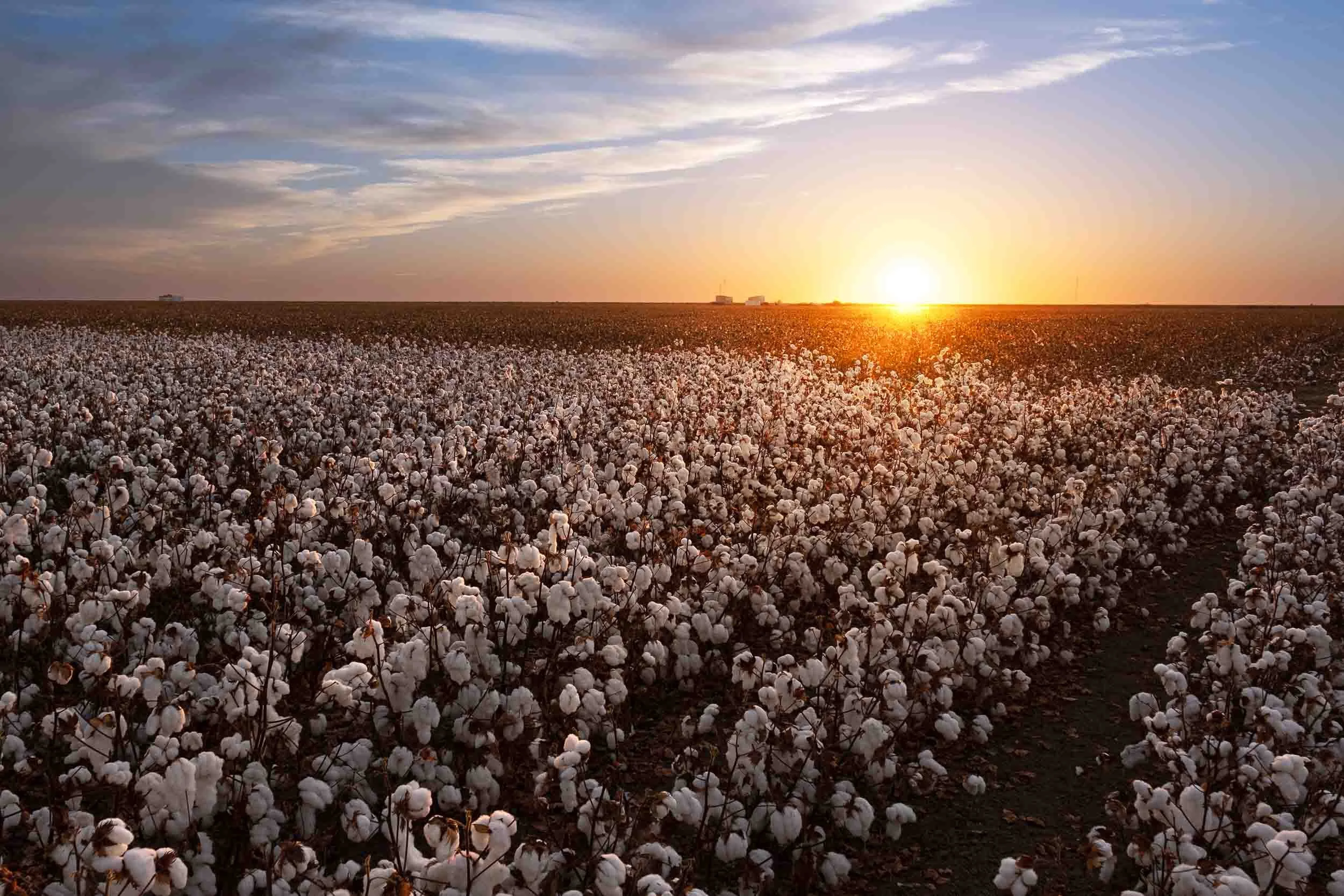 campo-algodon-recolectado-paisaje-atardecer-sevilla.jpg