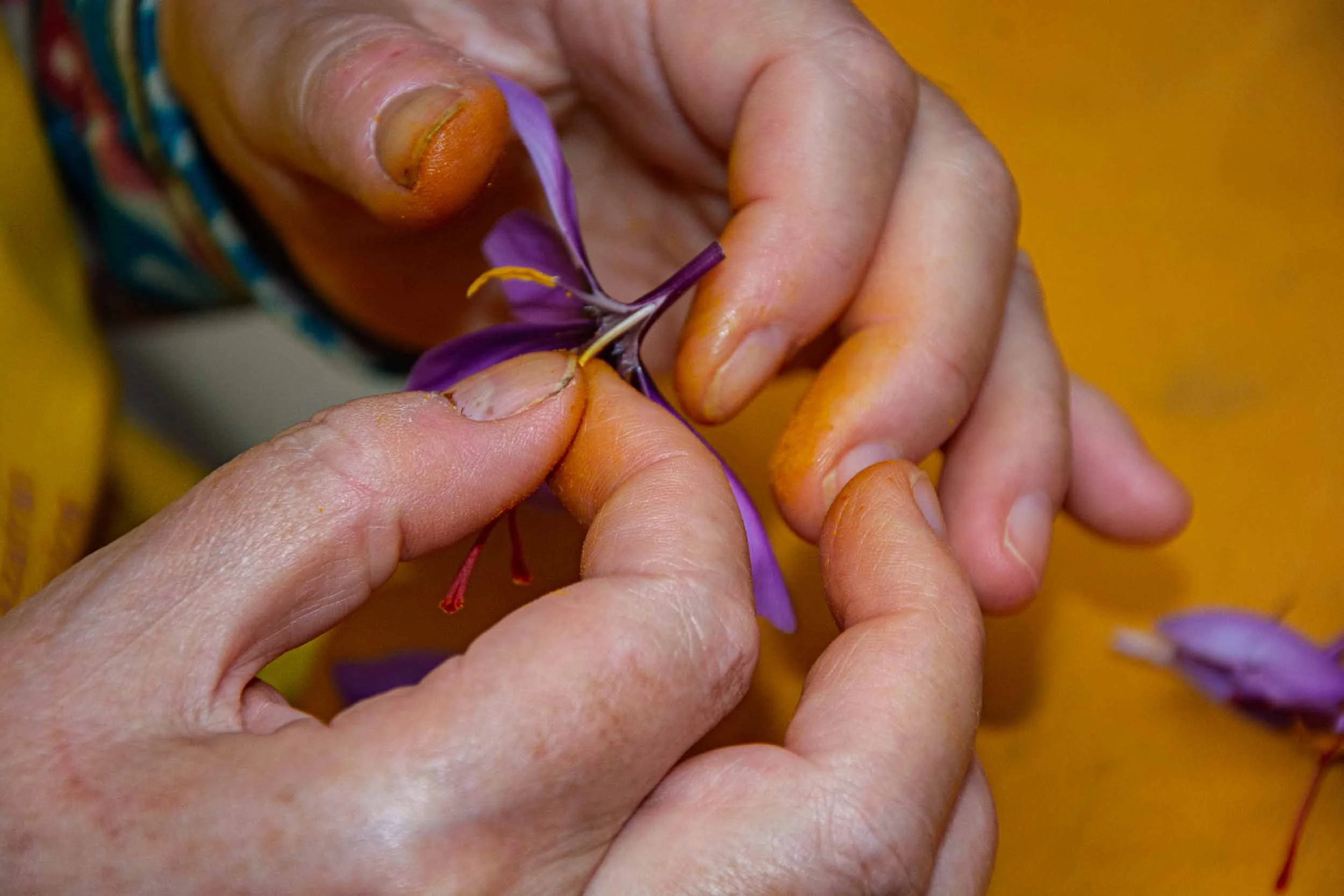 Detalle de las manos de una artesana extrayendo los estigmas de la flor del azafrán.