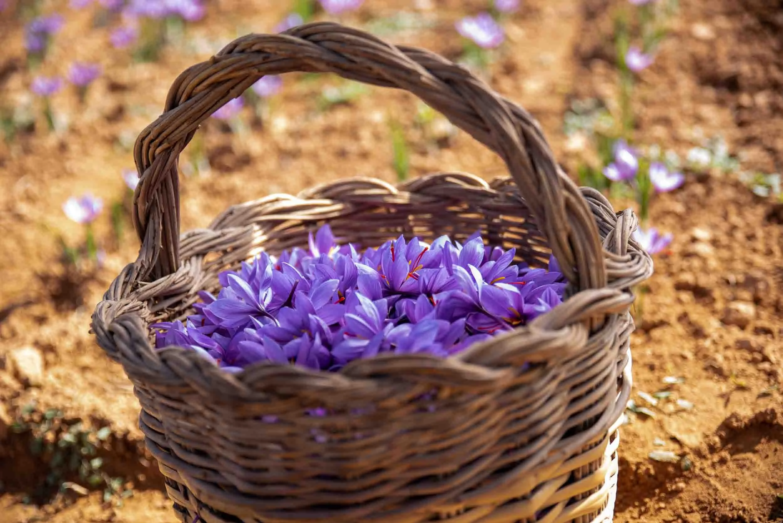Cesto de mimbre tradicional colmado de flores de azafrán frescas recién recogidas.