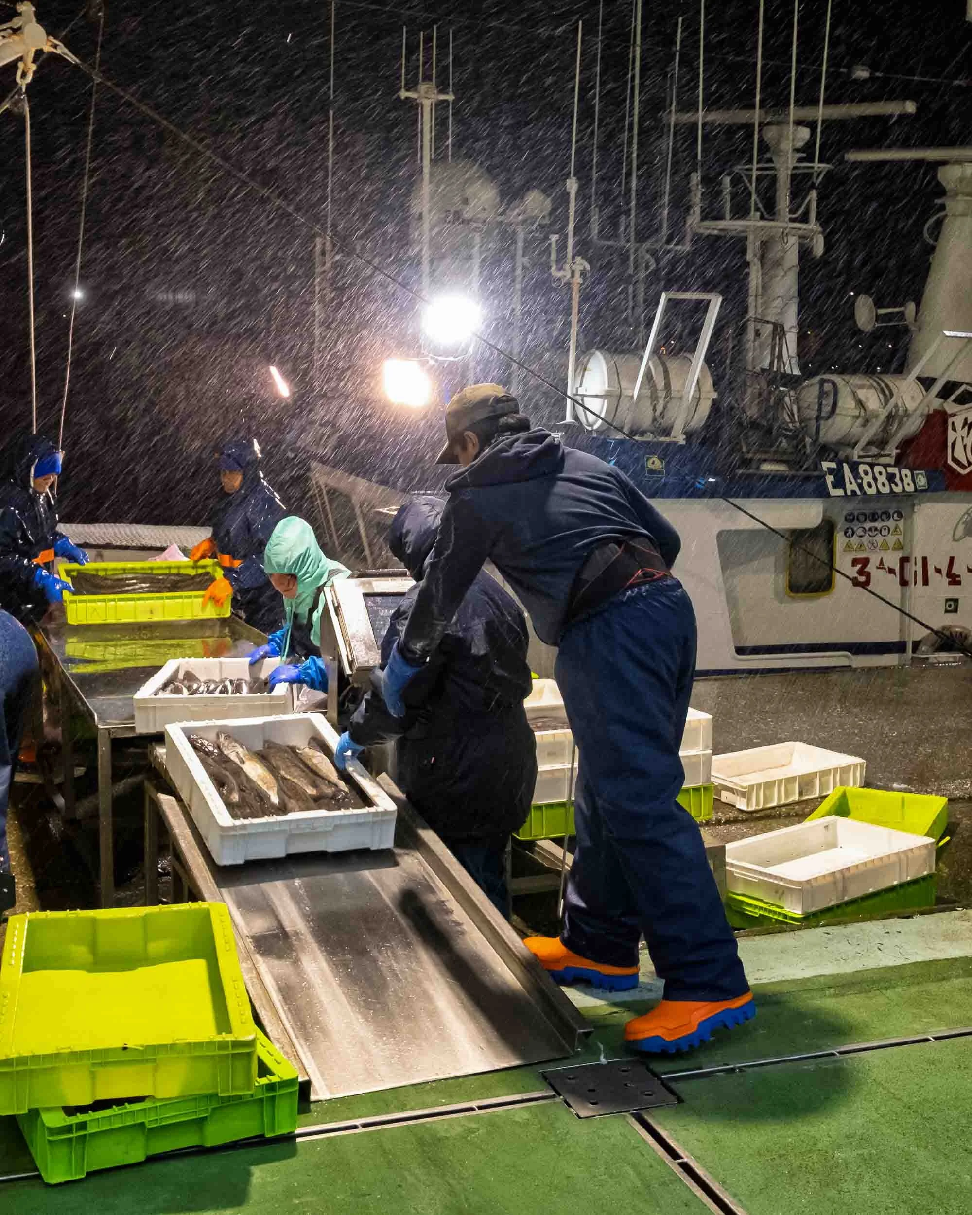 Personal de la lonja de Burela clasificando Merluza del Pincho fresca por tamaño y peso.