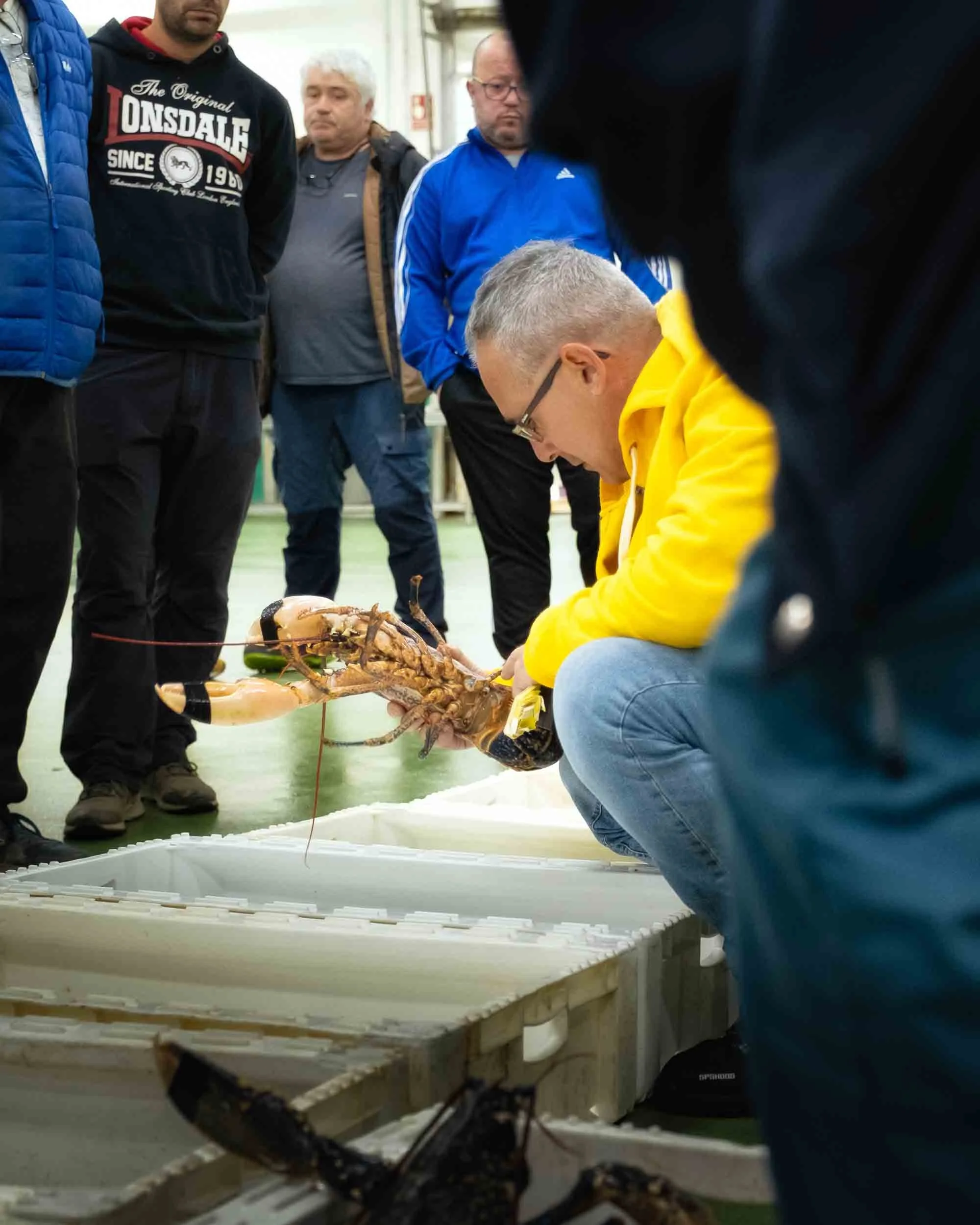 Ambiente de la subasta profesional de marisco en la lonja de Burela, destacando el ritmo de trabajo.