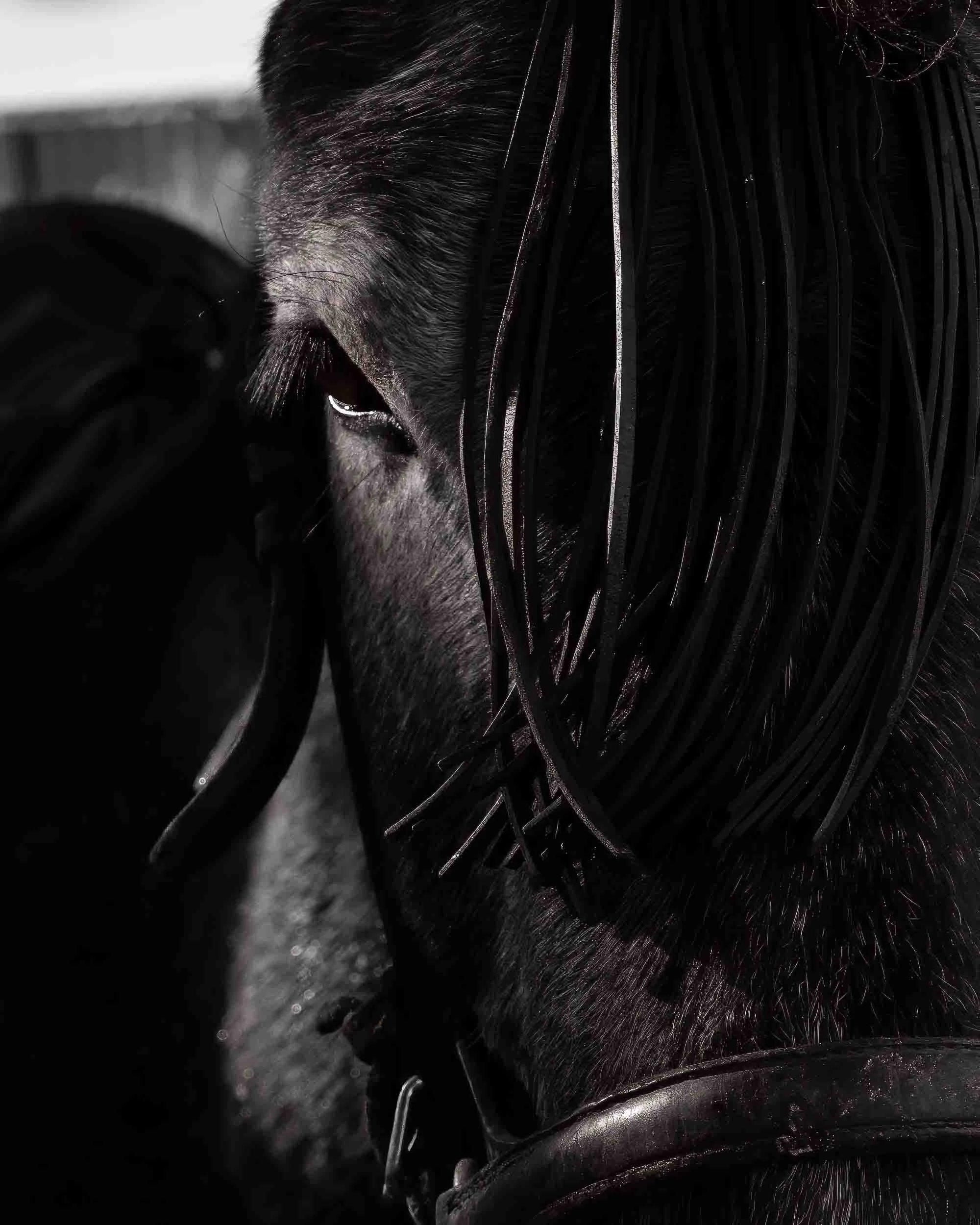 Primer plano artístico en blanco y negro de los detalles de un caballo (crines y textura). Fotografía de autor que resalta la nobleza y la fuerza del animal en As San Lucas.