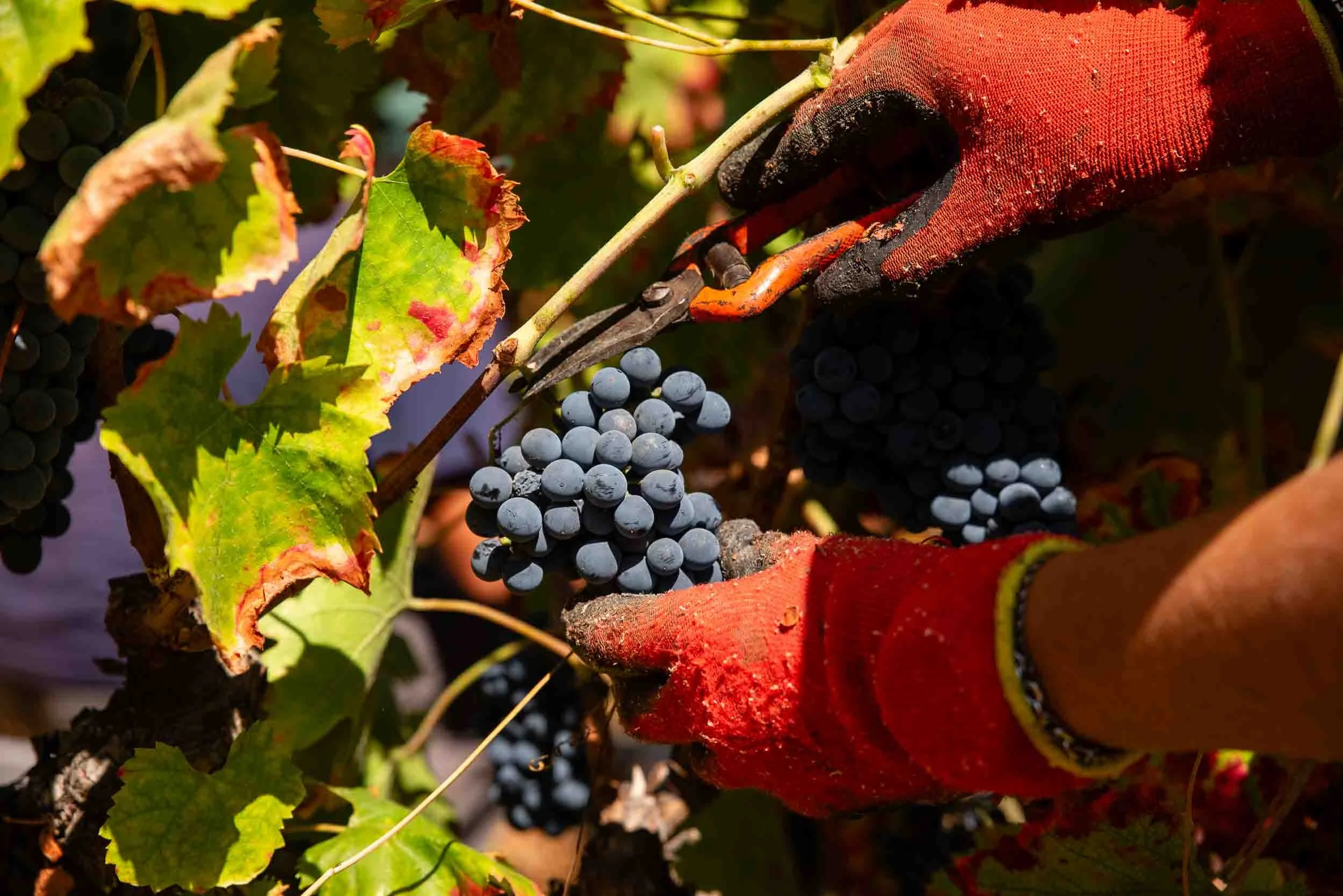 Detalle de las herramientas de corte manual utilizadas para la selección de uva en la bodega.