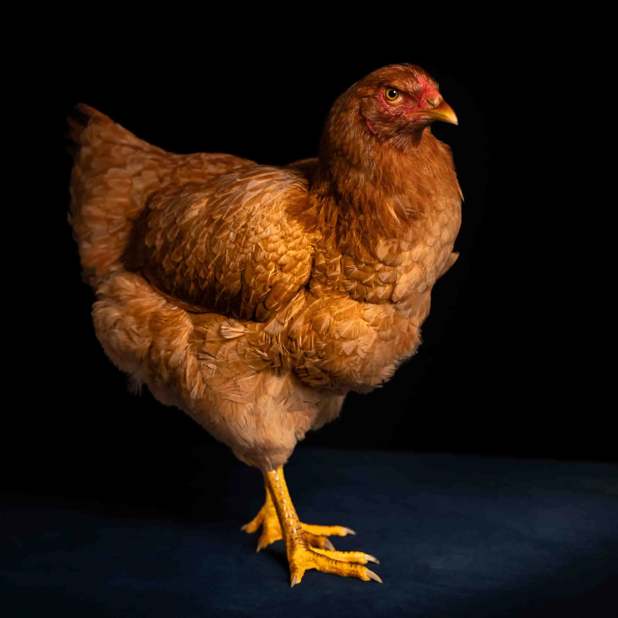 Retrato de estudio de una Galiña de Mos sobre fondo oscuro, iluminación técnica que define el plumaje y la morfología de la raza, serie documental Raza Autóctona por Photorural.