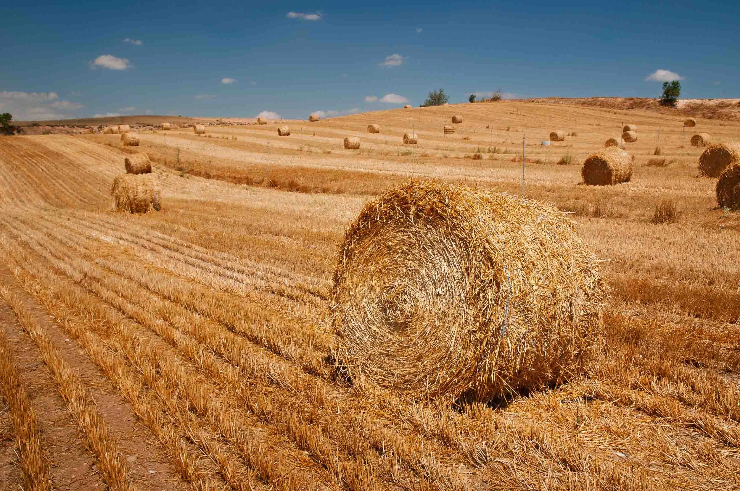 Fardos de cereal seco tras la cosecha en un campo castellano, resaltando texturas doradas y geometría rural.