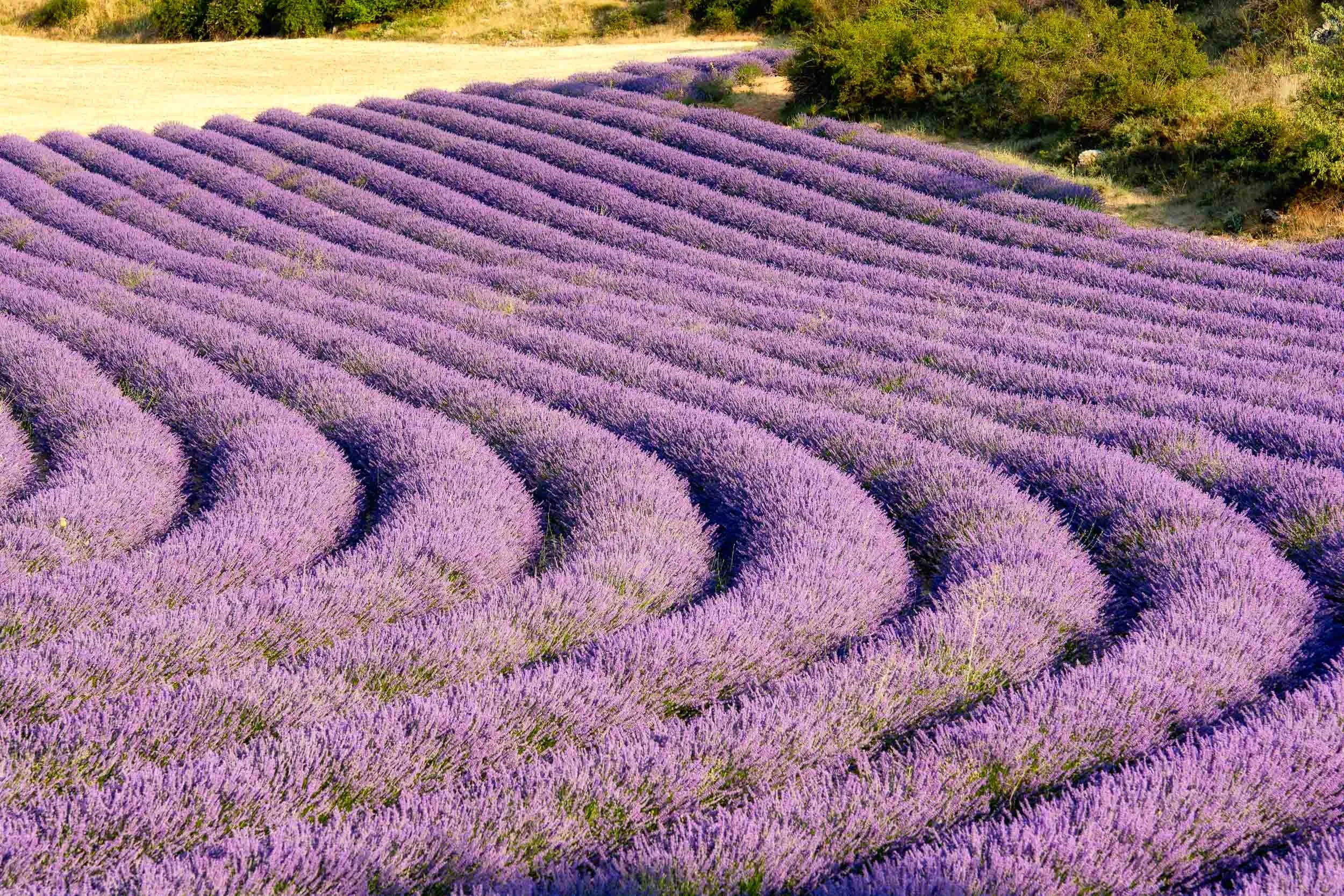 Extenso campo de lavanda en flor en Brihuega, Guadalajara, capturando las líneas púrpuras y la luz de la Alcarria en verano.