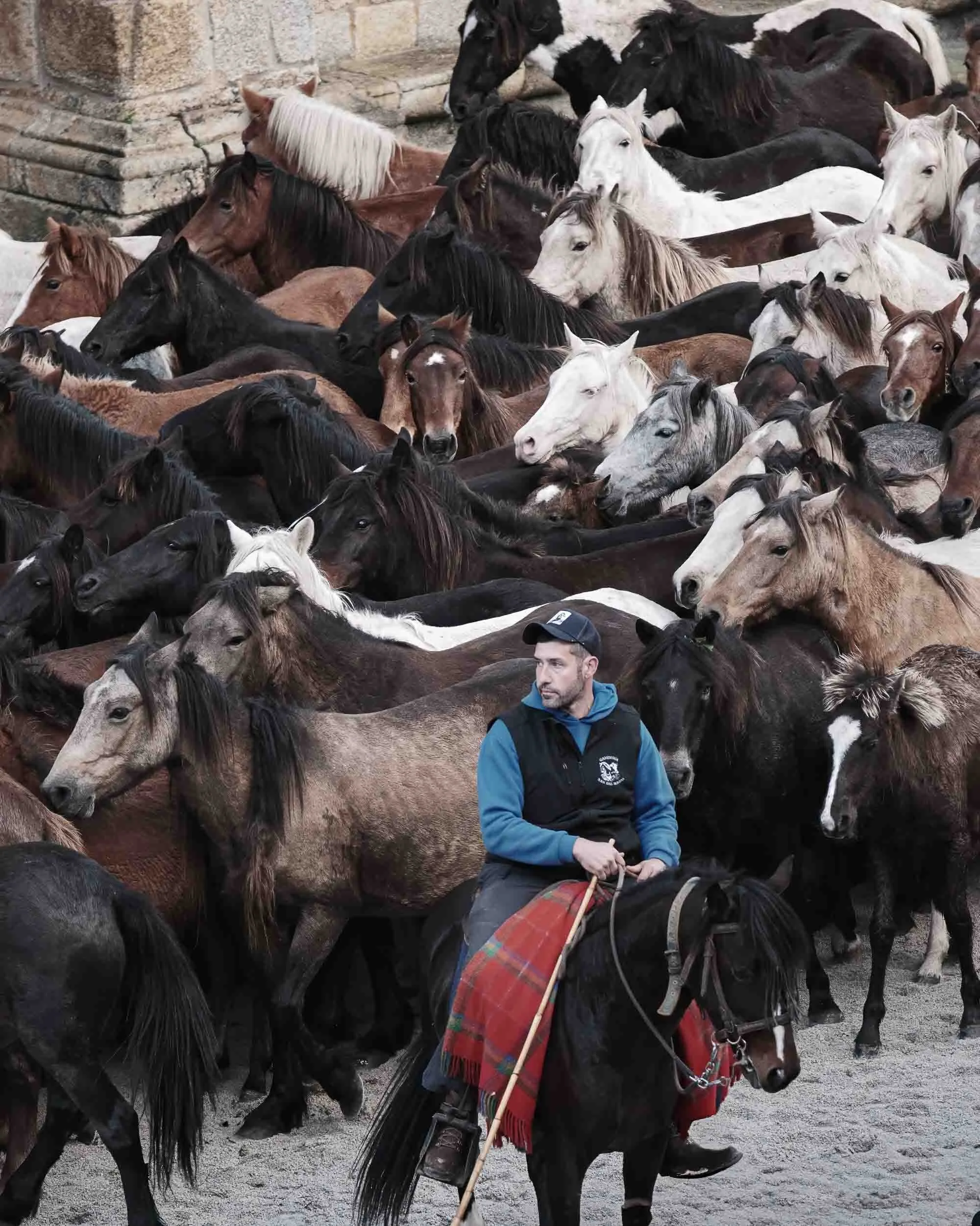 Un jinete sobre su caballo vigilando una manada de caballos gallegos de monte en libertad. Fotografía documental de la feria de As San Lucas en Mondoñedo.